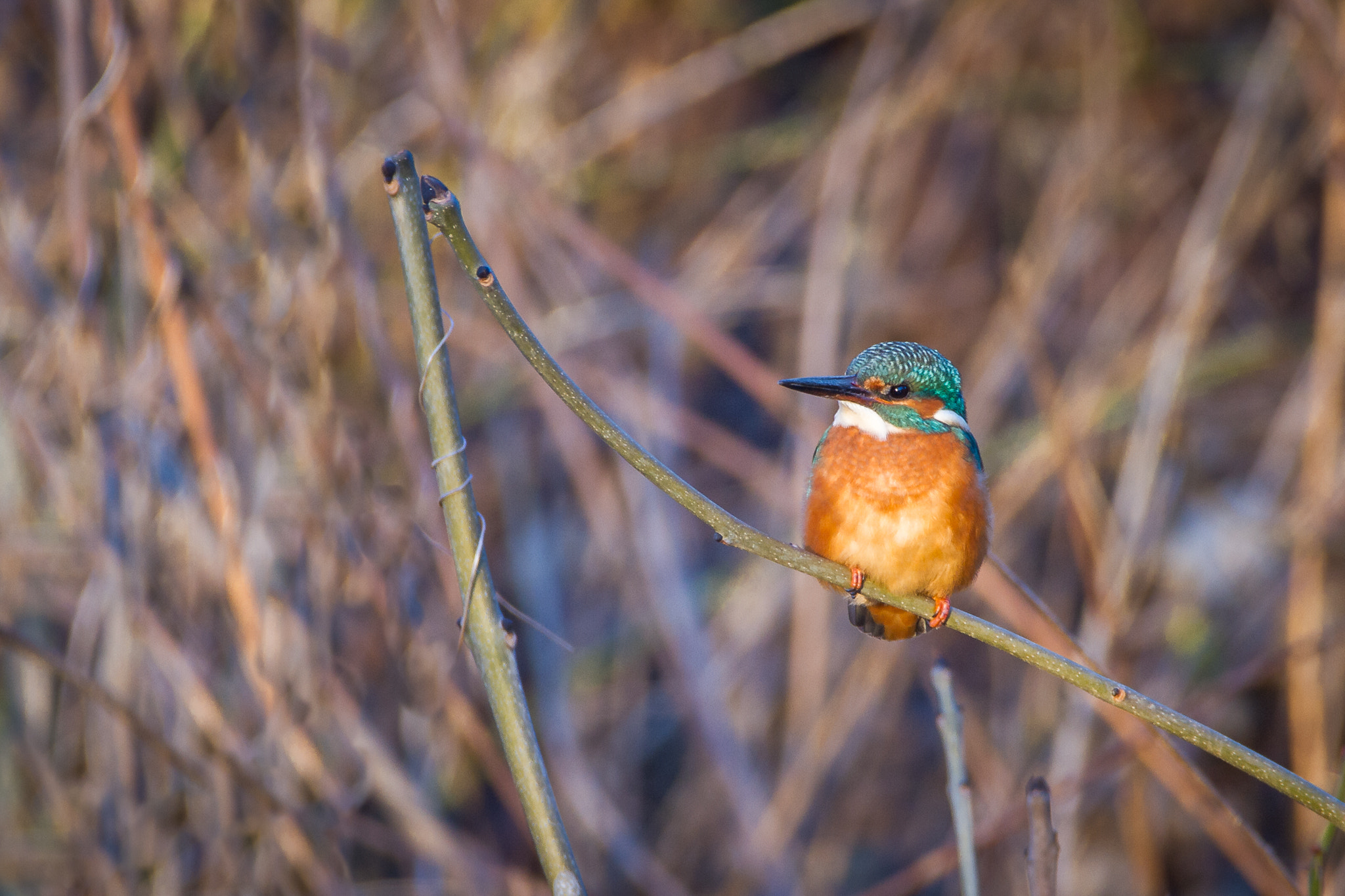150-600mm F5-6.3 DG OS HSM | Contemporary 015 sample photo. Gem from today ;) photography