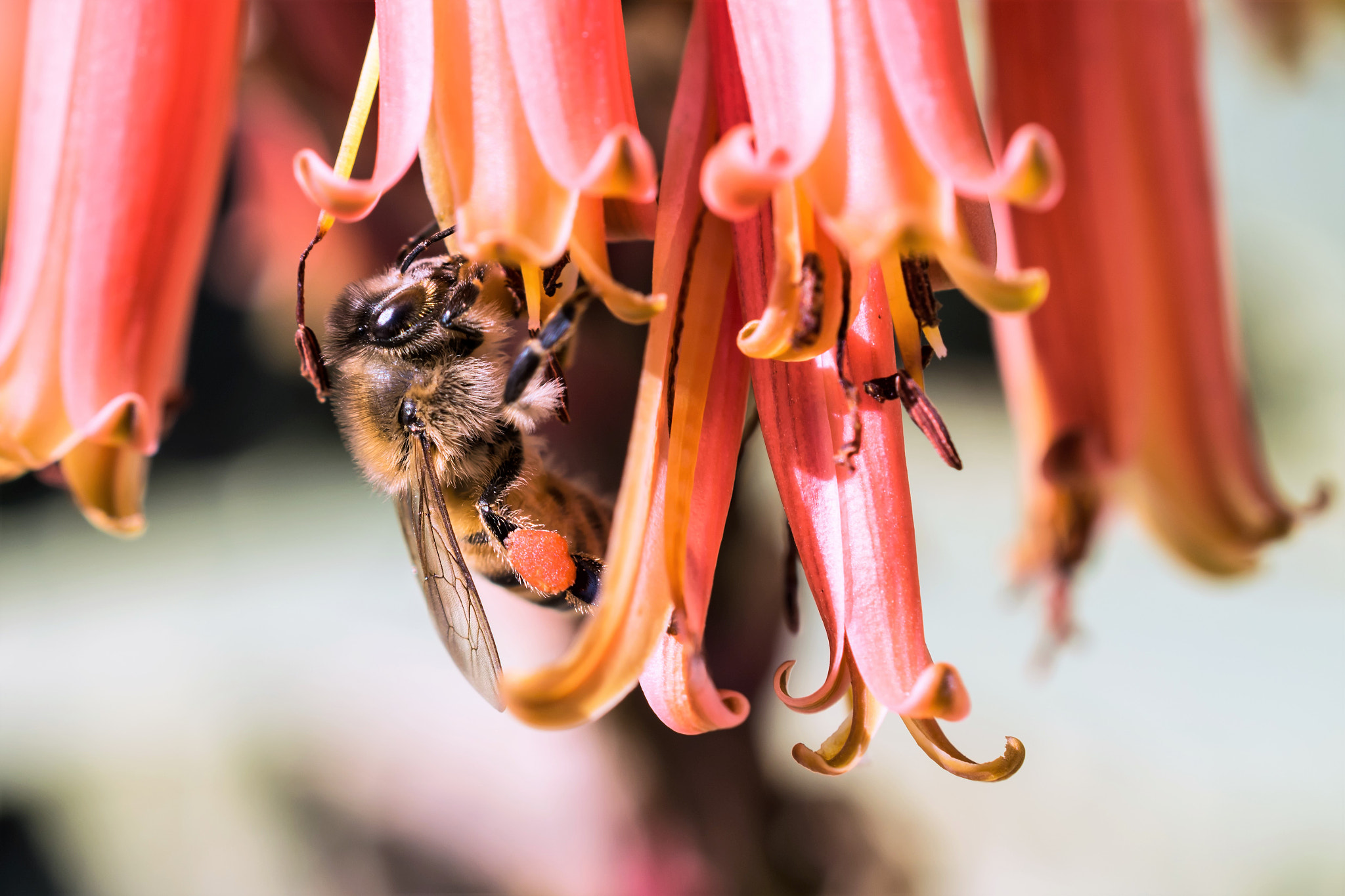 Nikon AF-S DX Micro Nikkor 40mm F2.8 sample photo. Bee in red photography