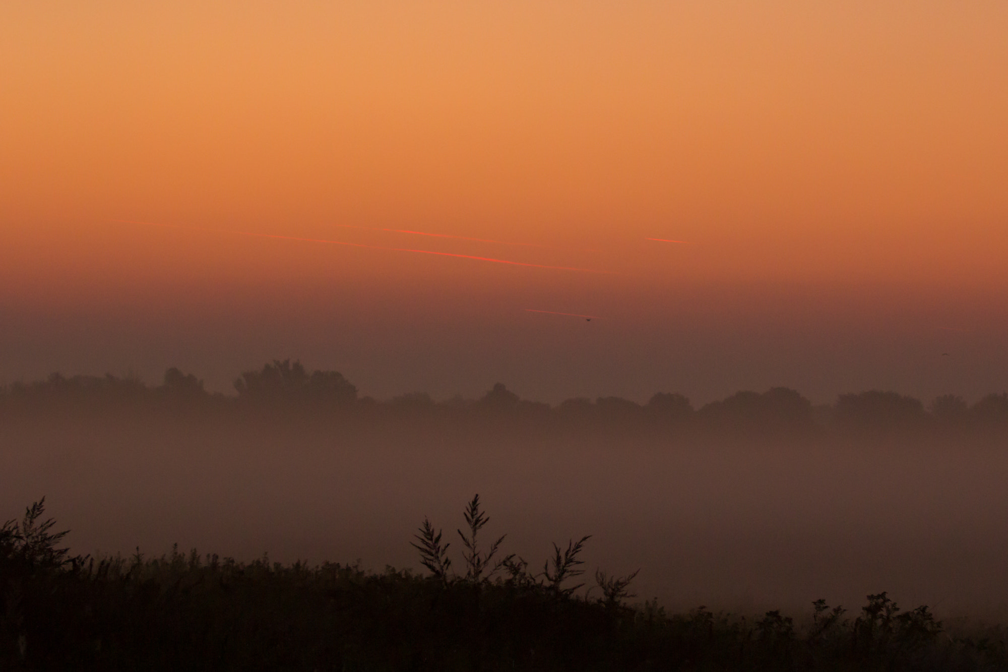 Canon EOS 60D + Canon EF 70-200mm F4L IS USM sample photo. Golden morning photography