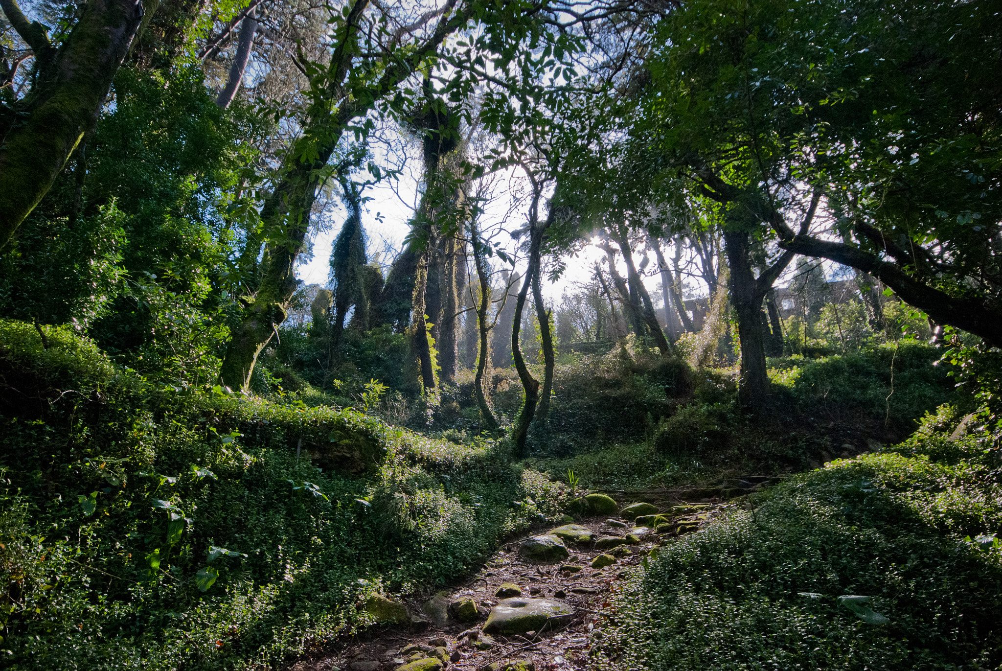 Sigma 10-20mm F4-5.6 EX DC HSM sample photo. Forêt photography