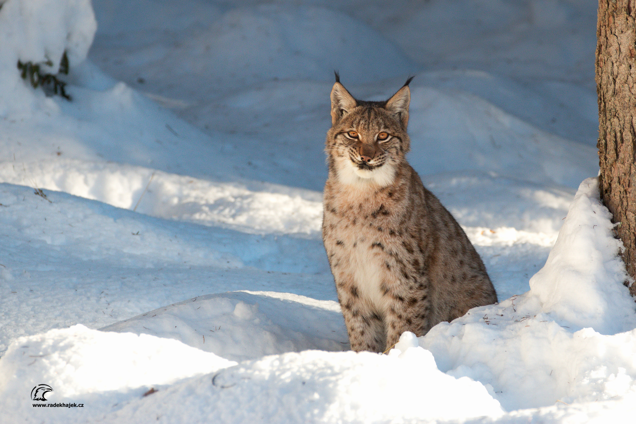 150-600mm F5-6.3 DG OS HSM | Contemporary 015 sample photo. Rys ostrovid photography