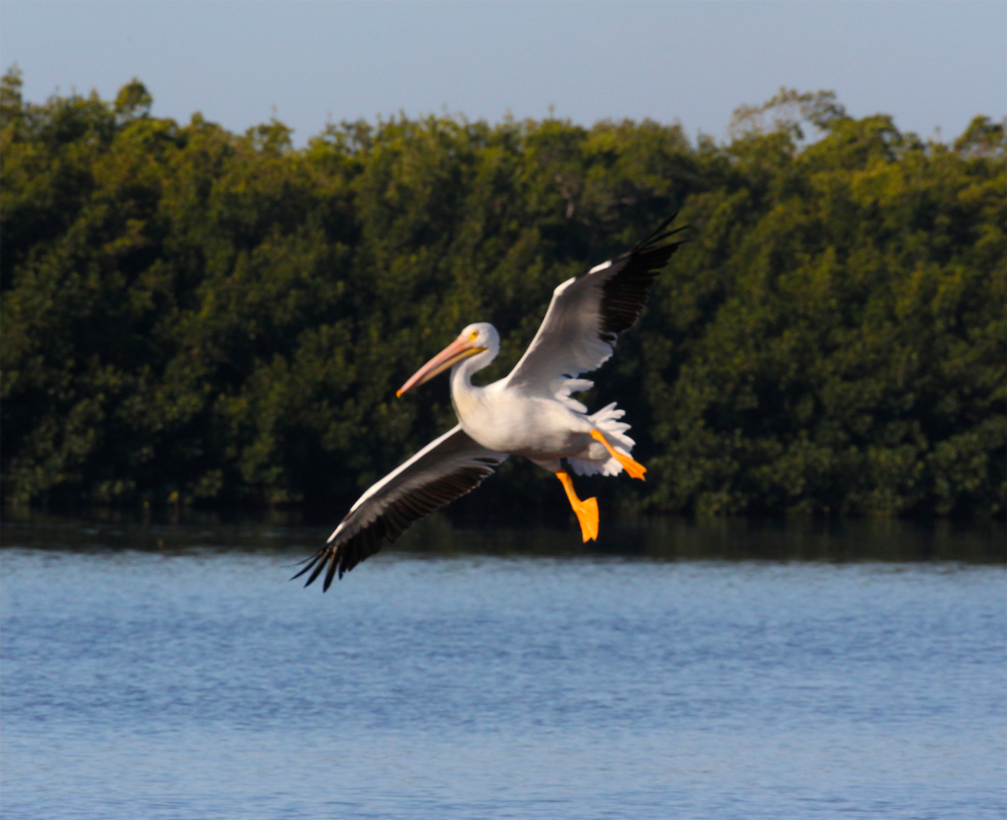 Canon EOS 5D Mark II sample photo. Great white pelican photography