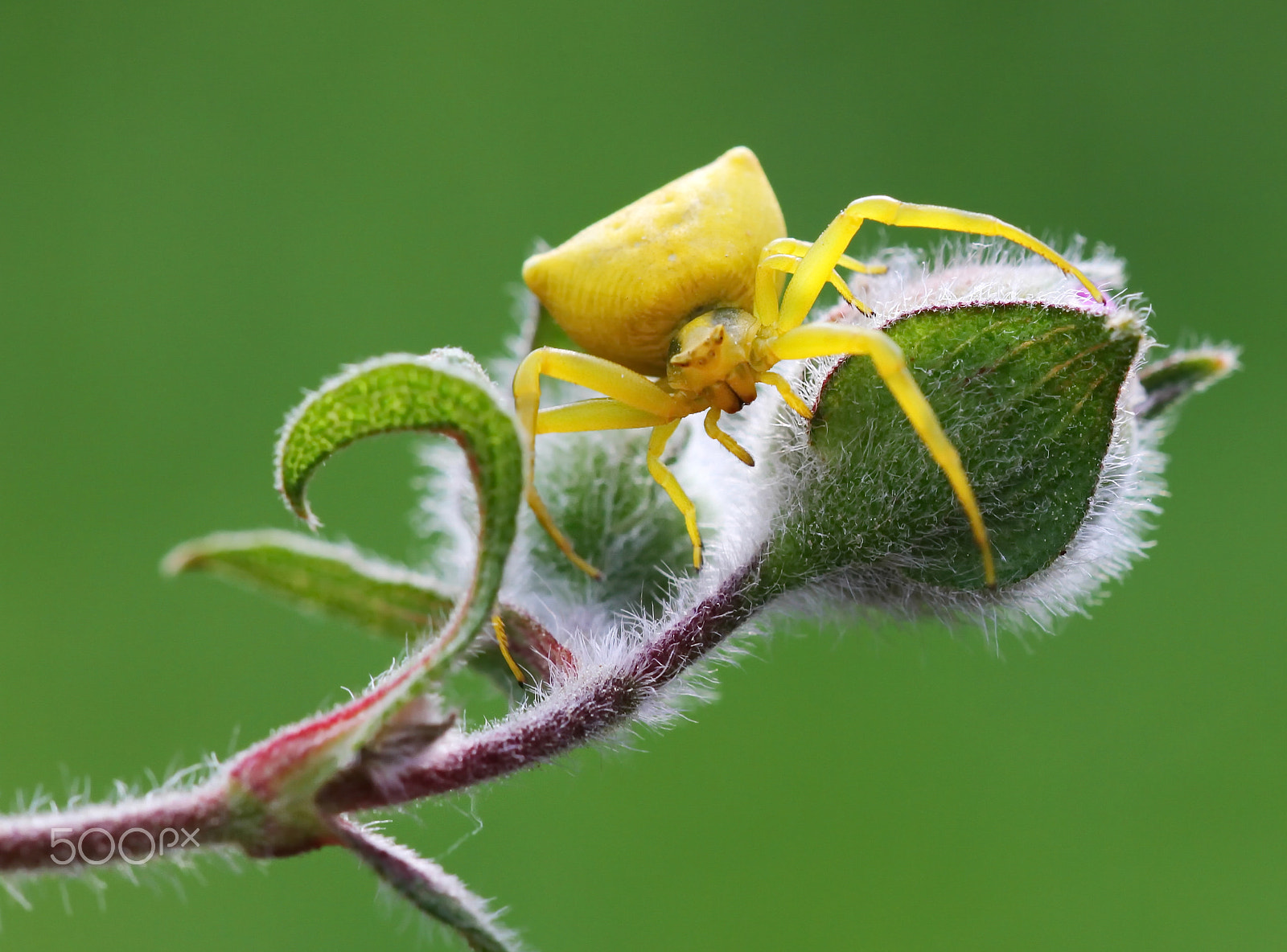 Sigma APO Macro 150mm f/2.8 EX DG HSM sample photo. Yellow spider photography