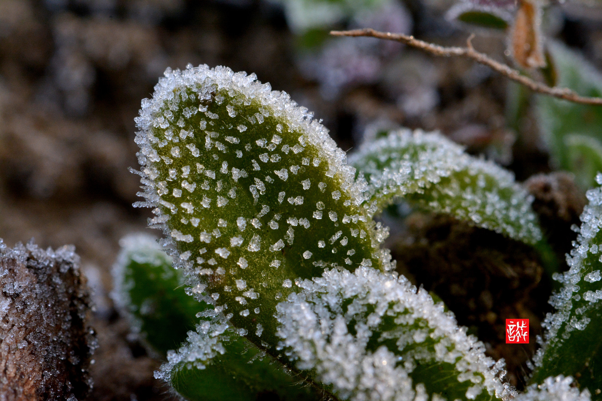 Nikon AF-S Micro-Nikkor 60mm F2.8G ED sample photo. Frost 0104 photography