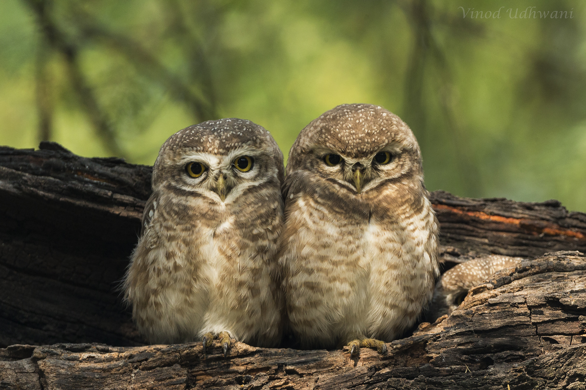 Canon EOS-1D X + Canon EF 800mm F5.6L IS USM sample photo. Eyes of wisdom photography