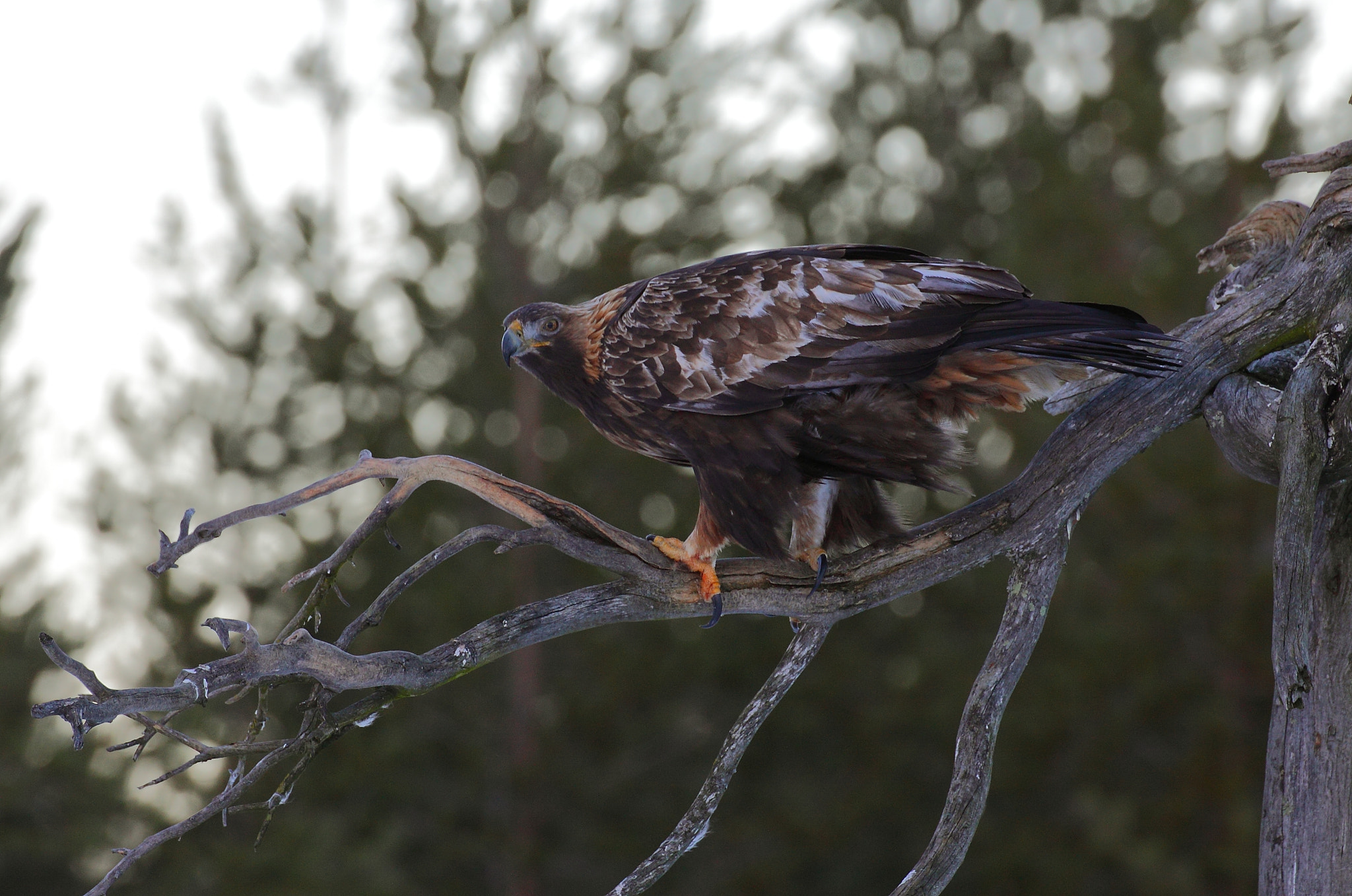 Canon EOS 50D sample photo. Golden eagle photography