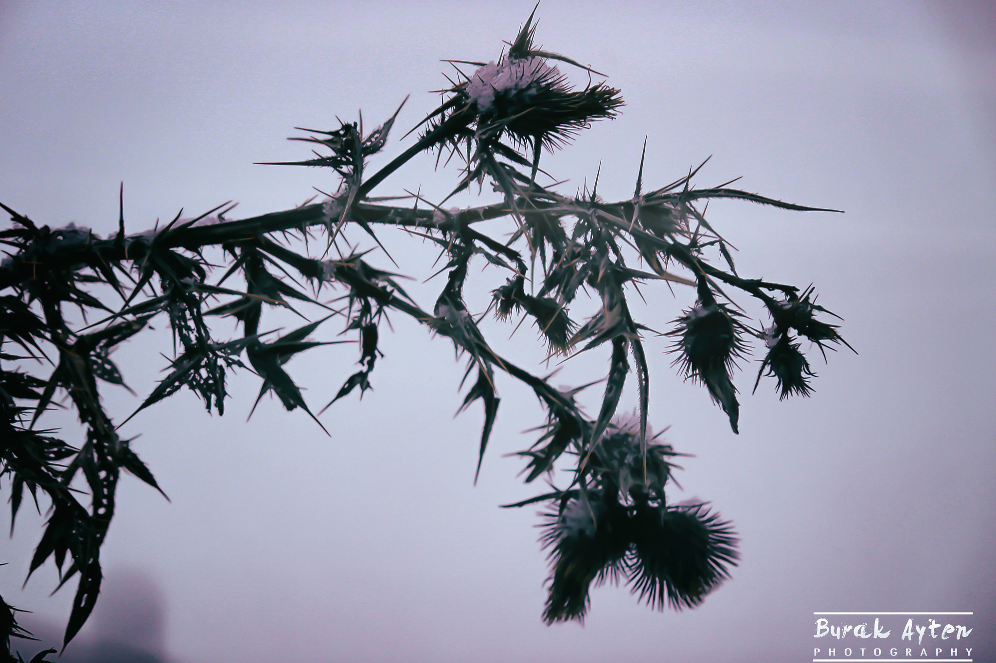 Canon EF-S 55-250mm F4-5.6 IS II sample photo. Winter and peace of mind.. photography