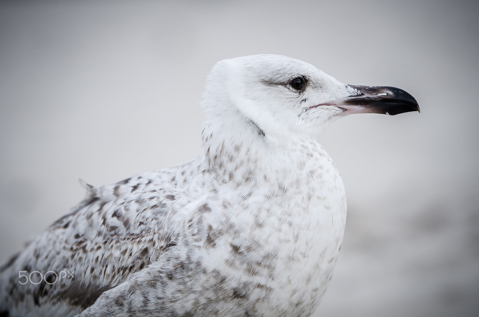 Nikon AF-S Nikkor 70-200mm F2.8G ED VR II sample photo. Seagull portrait photography