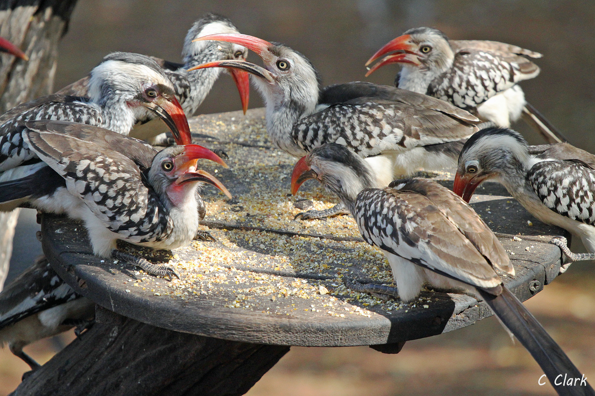 Canon EF 100-400mm F4.5-5.6L IS USM sample photo. Red-billed hornbills photography