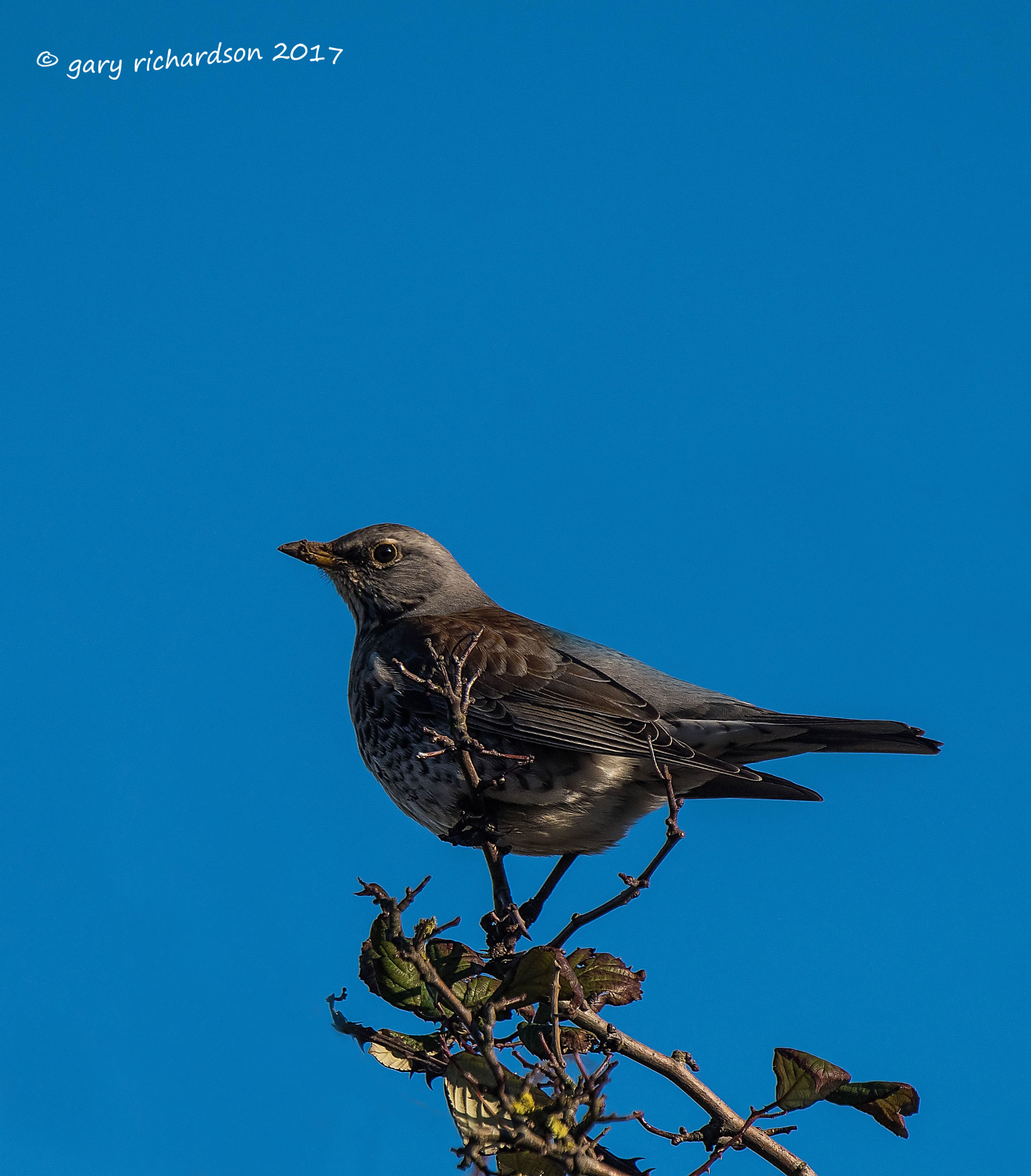 Nikon D810 + Nikon AF-S Nikkor 500mm F4G ED VR sample photo. Fieldfare photography