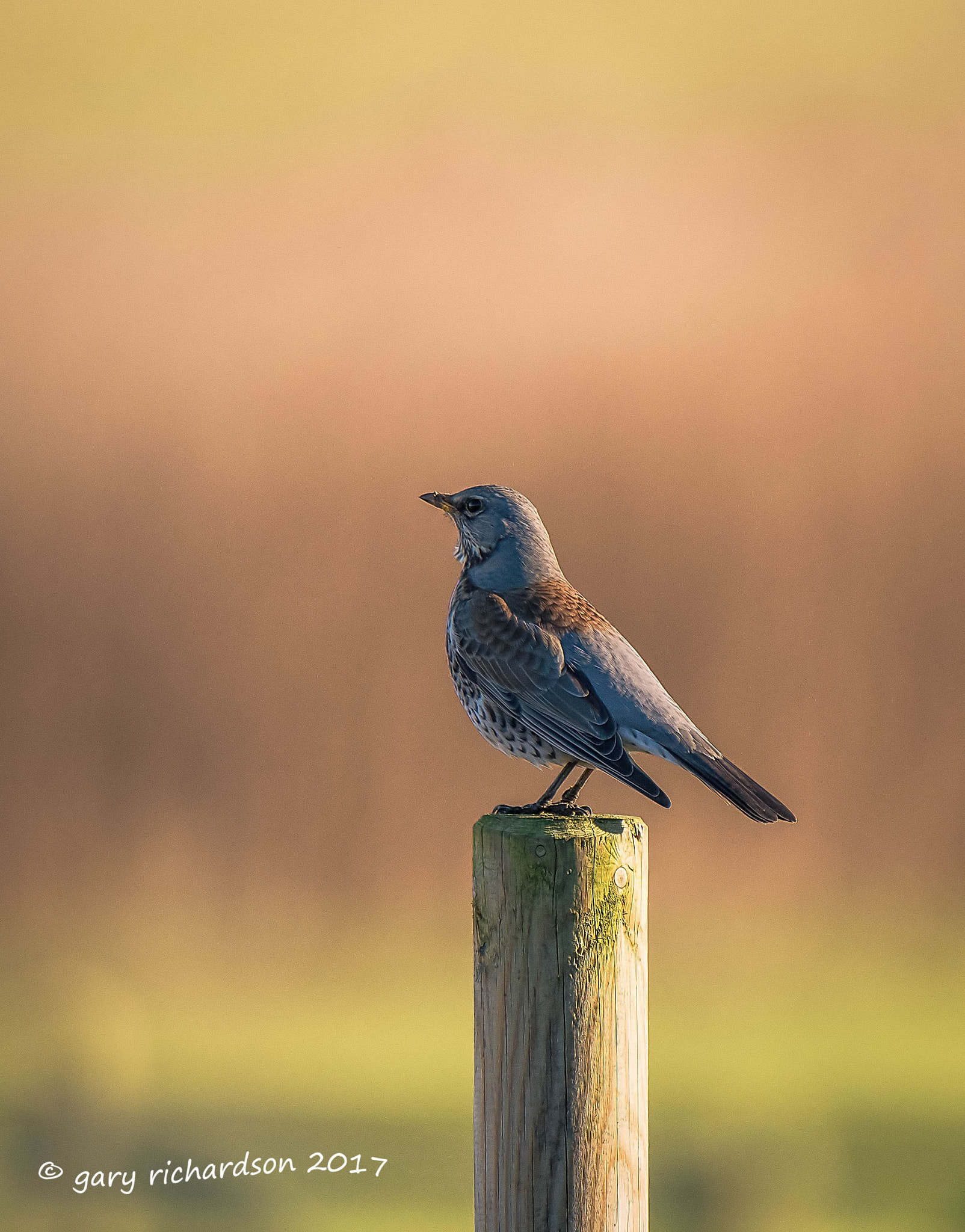 Nikon D810 + Nikon AF-S Nikkor 500mm F4G ED VR sample photo. Fieldfare photography