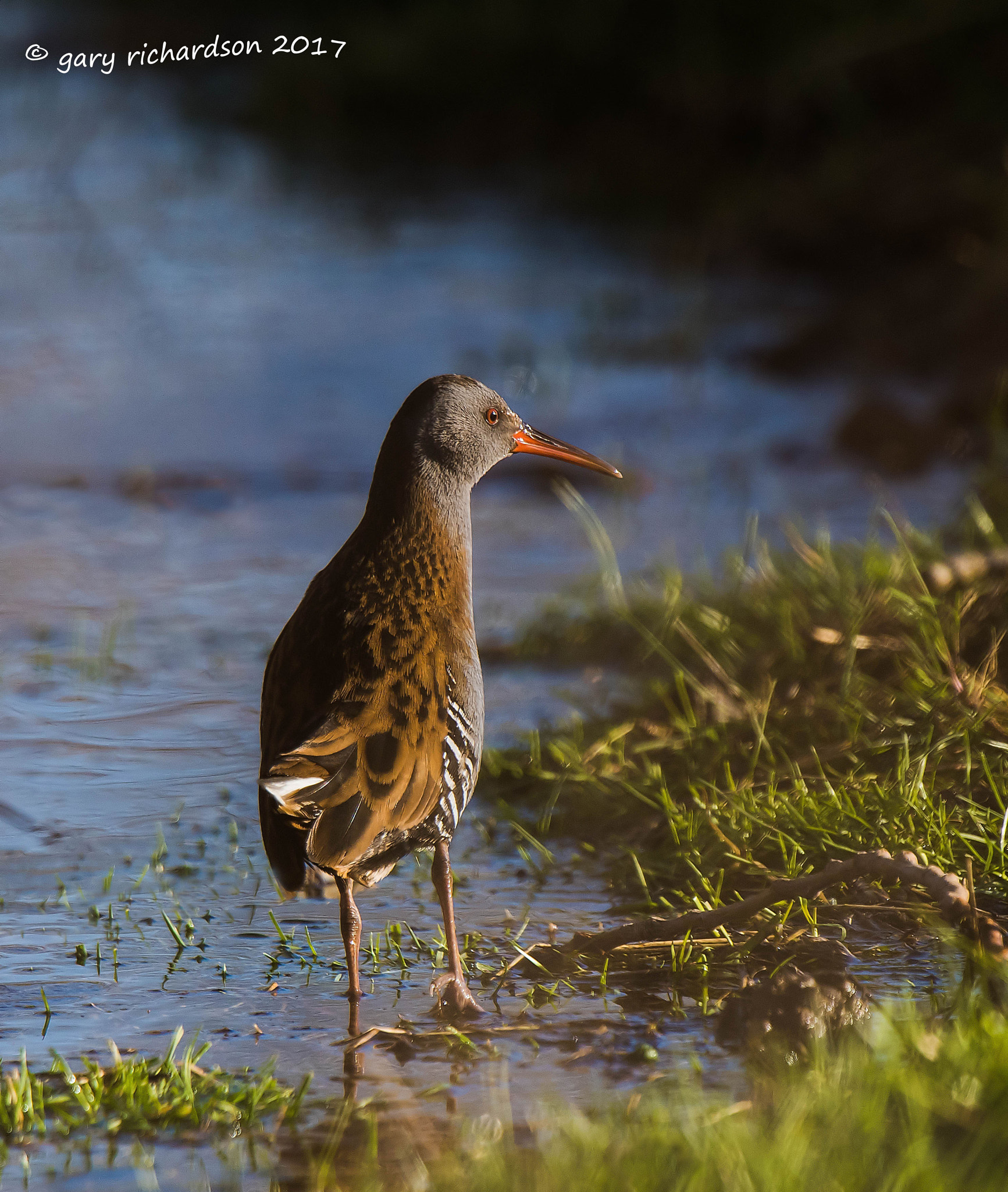 Nikon D810 + Nikon AF-S Nikkor 500mm F4G ED VR sample photo. Water rail photography