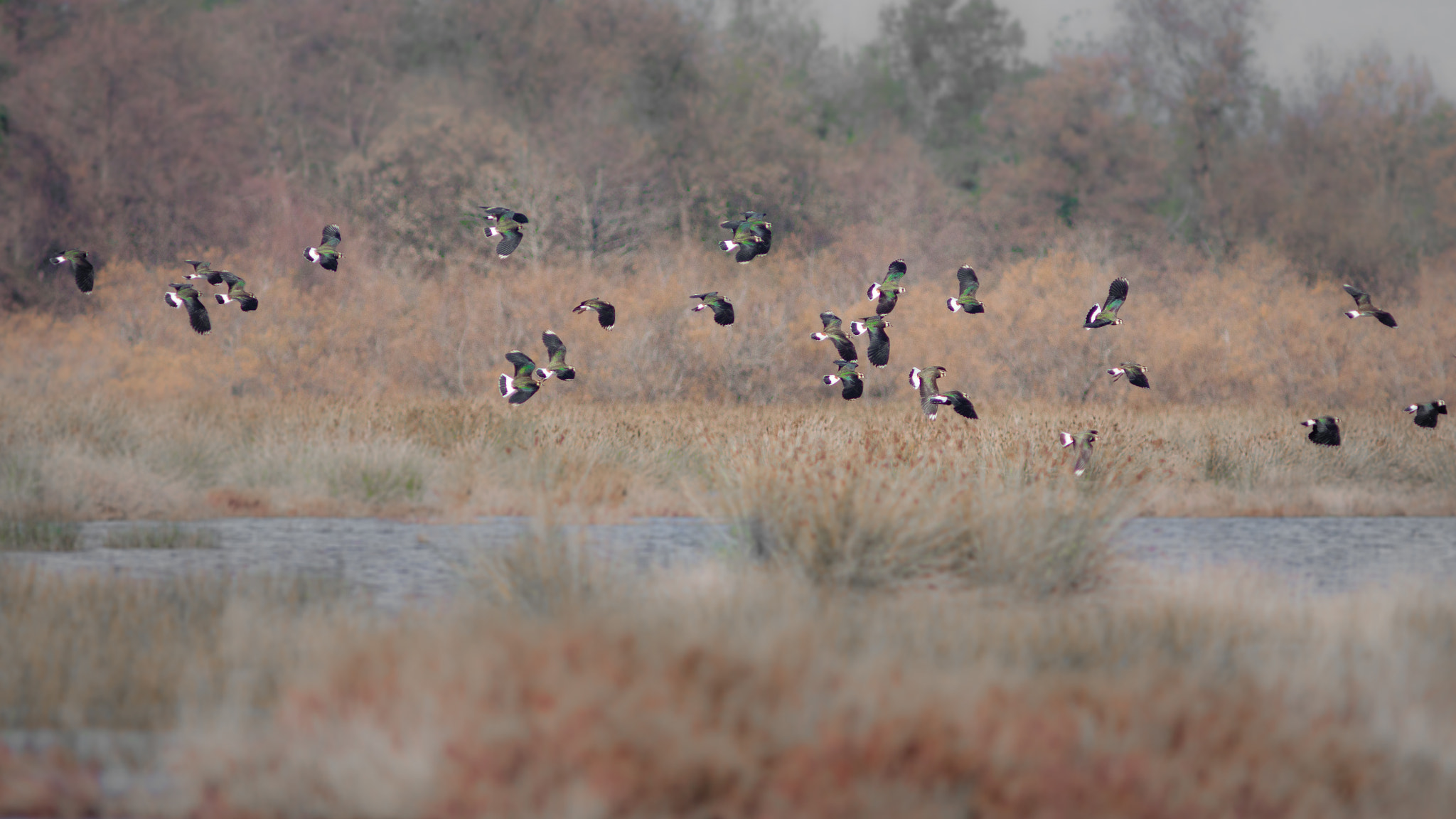 Canon EF 300mm F4L IS USM sample photo. Vol de vanneaux photography