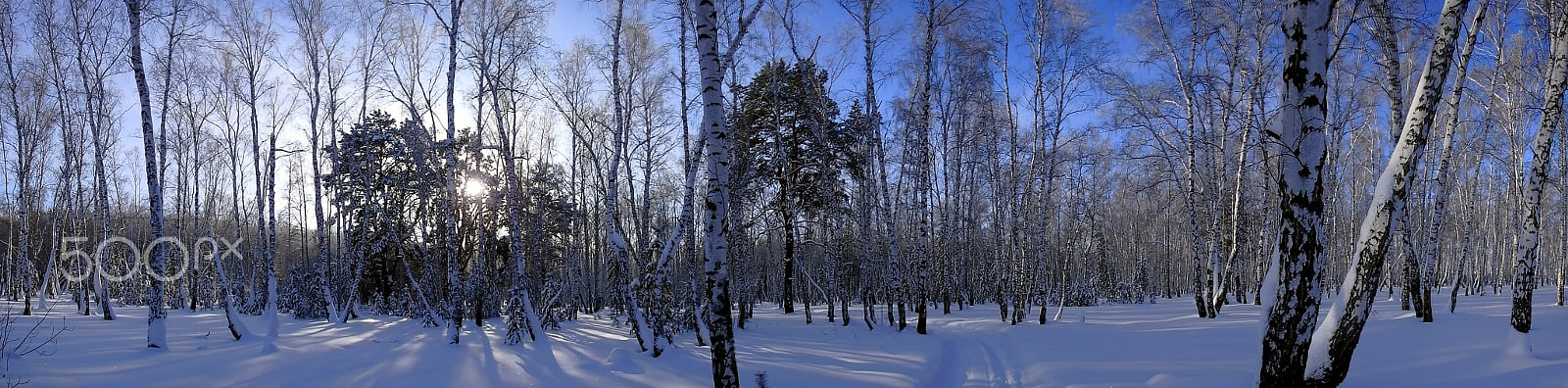Olympus TG-860 sample photo. Зима в лесу photography