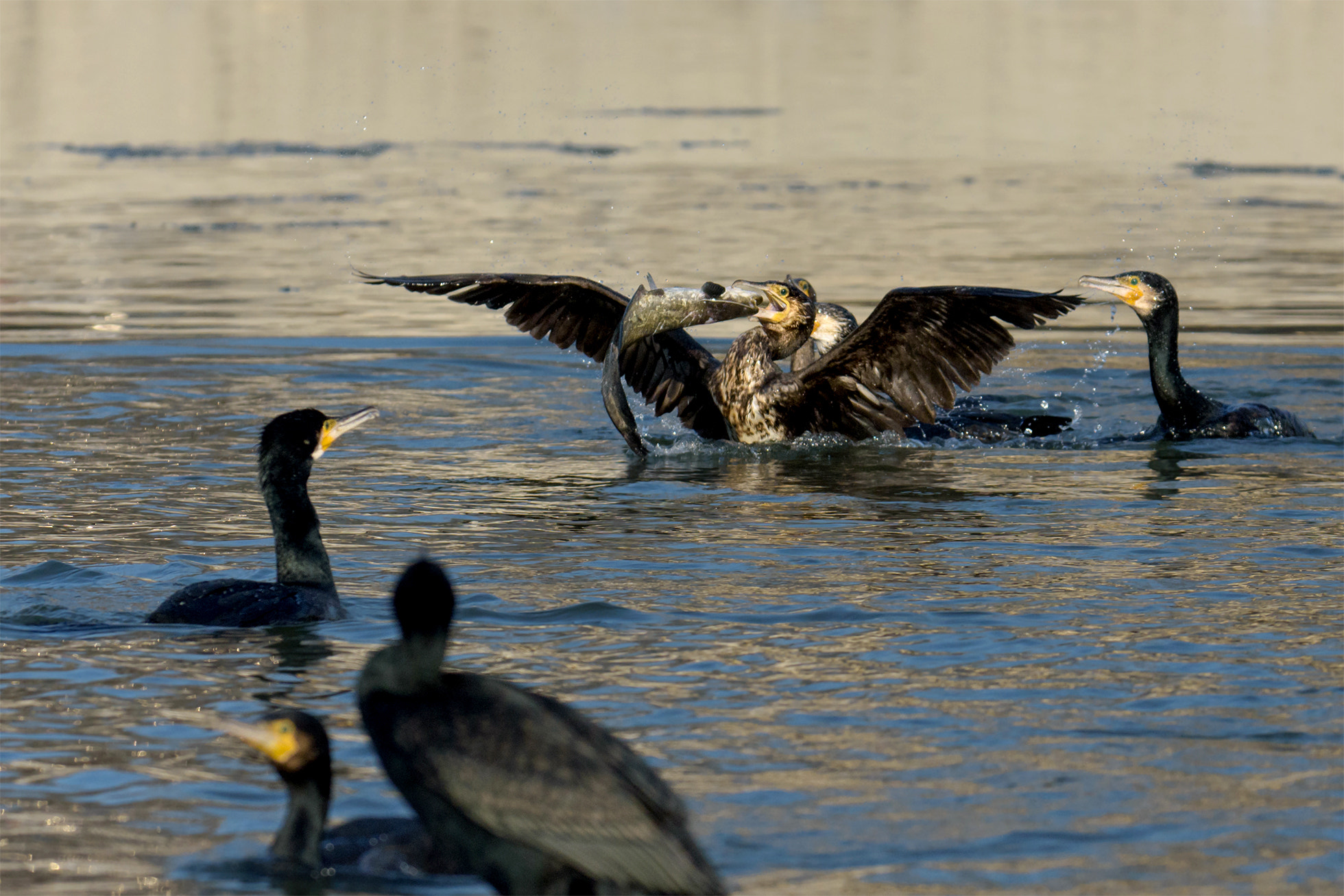 Nikon AF-S Nikkor 70-200mm F4G ED VR sample photo. This already mine photography