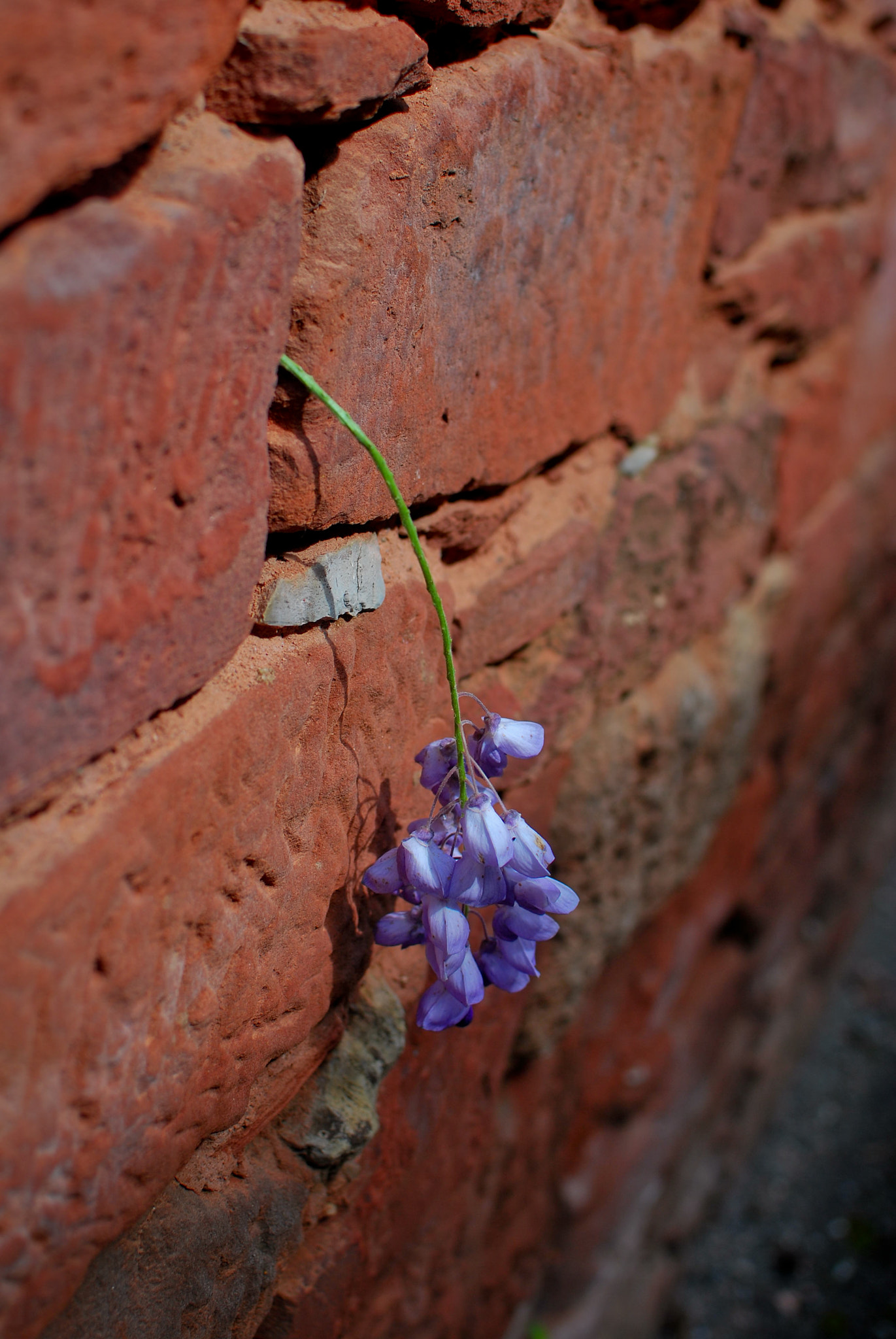 Nikon D60 + Nikon AF-S DX Nikkor 35mm F1.8G sample photo. Solitaire photography