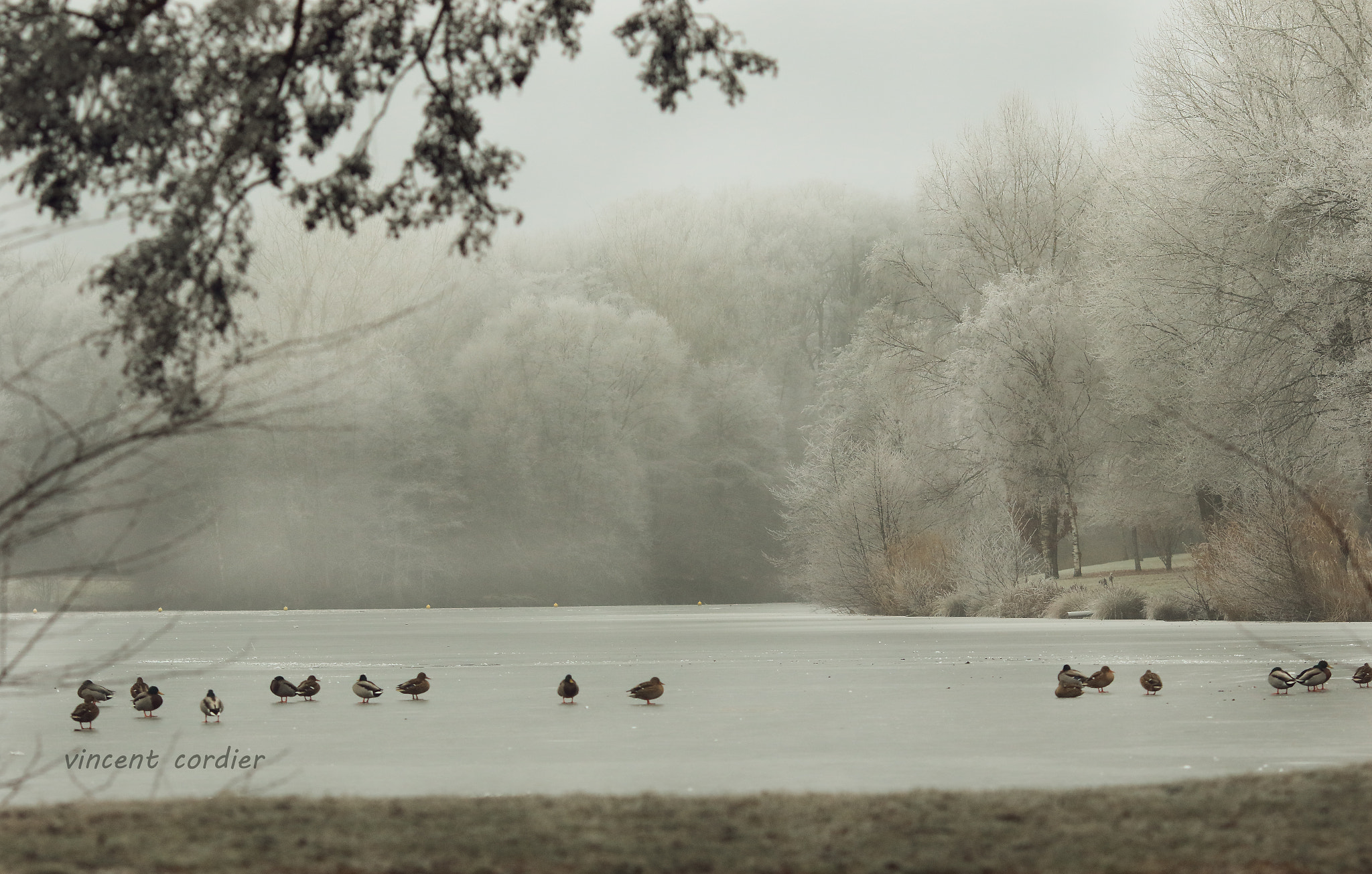 Canon EOS 7D Mark II + Canon EF 135mm F2L USM sample photo. Lac de la folie contrexeville photography