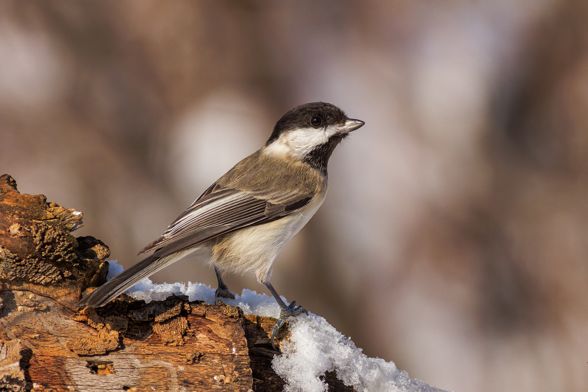 Canon EOS 60D + Canon EF 400mm F5.6L USM sample photo. Sombre tit photography