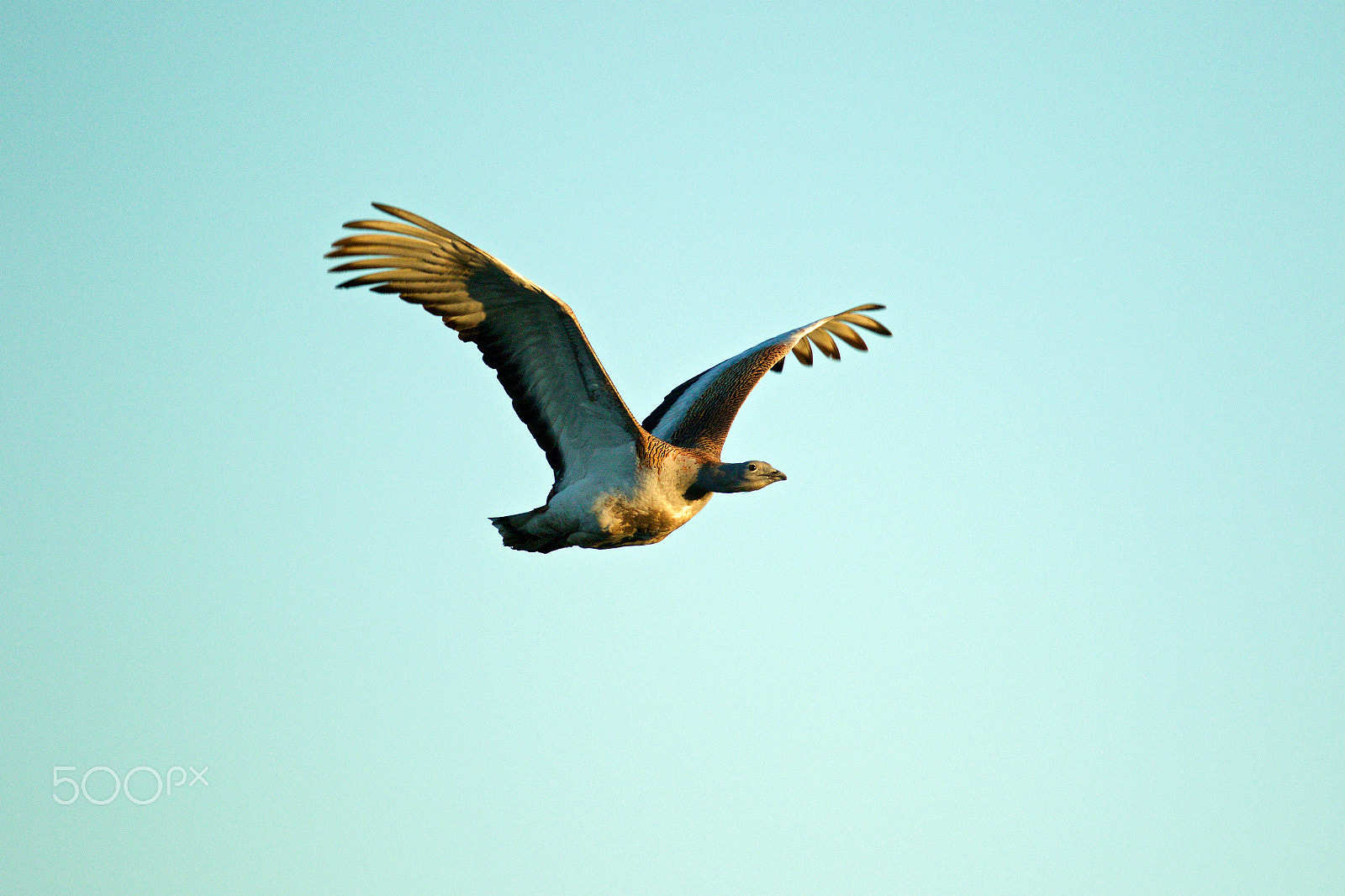 Canon EF 200-400mm F4L IS USM Extender 1.4x sample photo. Drop velký (otis tarda) photography