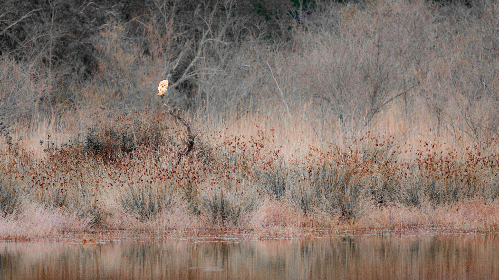 Canon EOS 50D sample photo. Chouette effraie des clochers photography