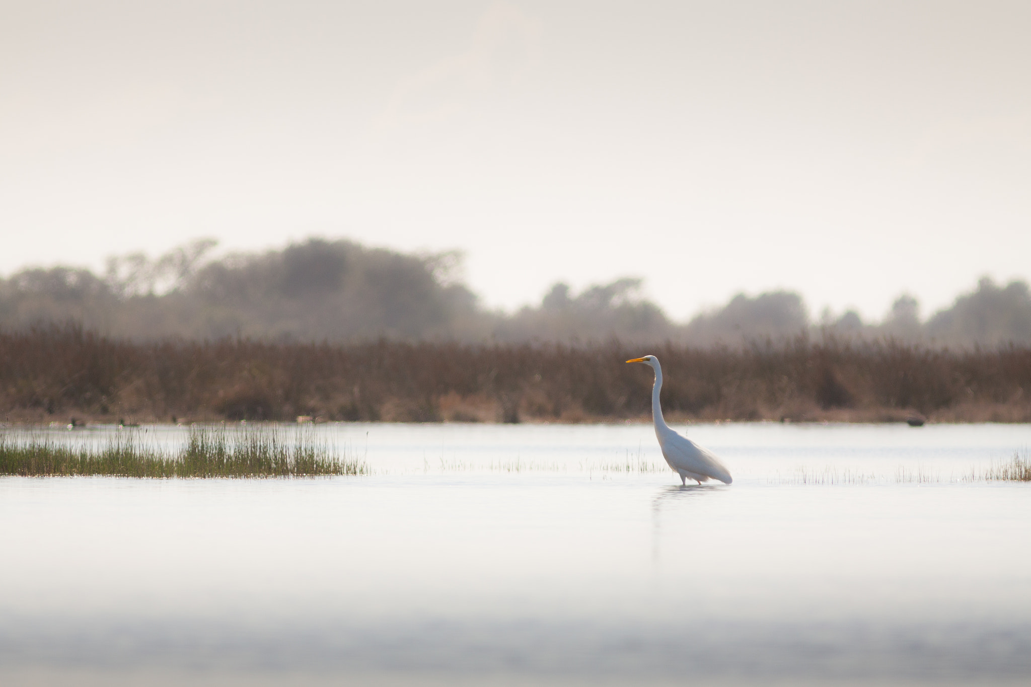 Canon EF 300mm F4L IS USM sample photo. Grande aigrette photography