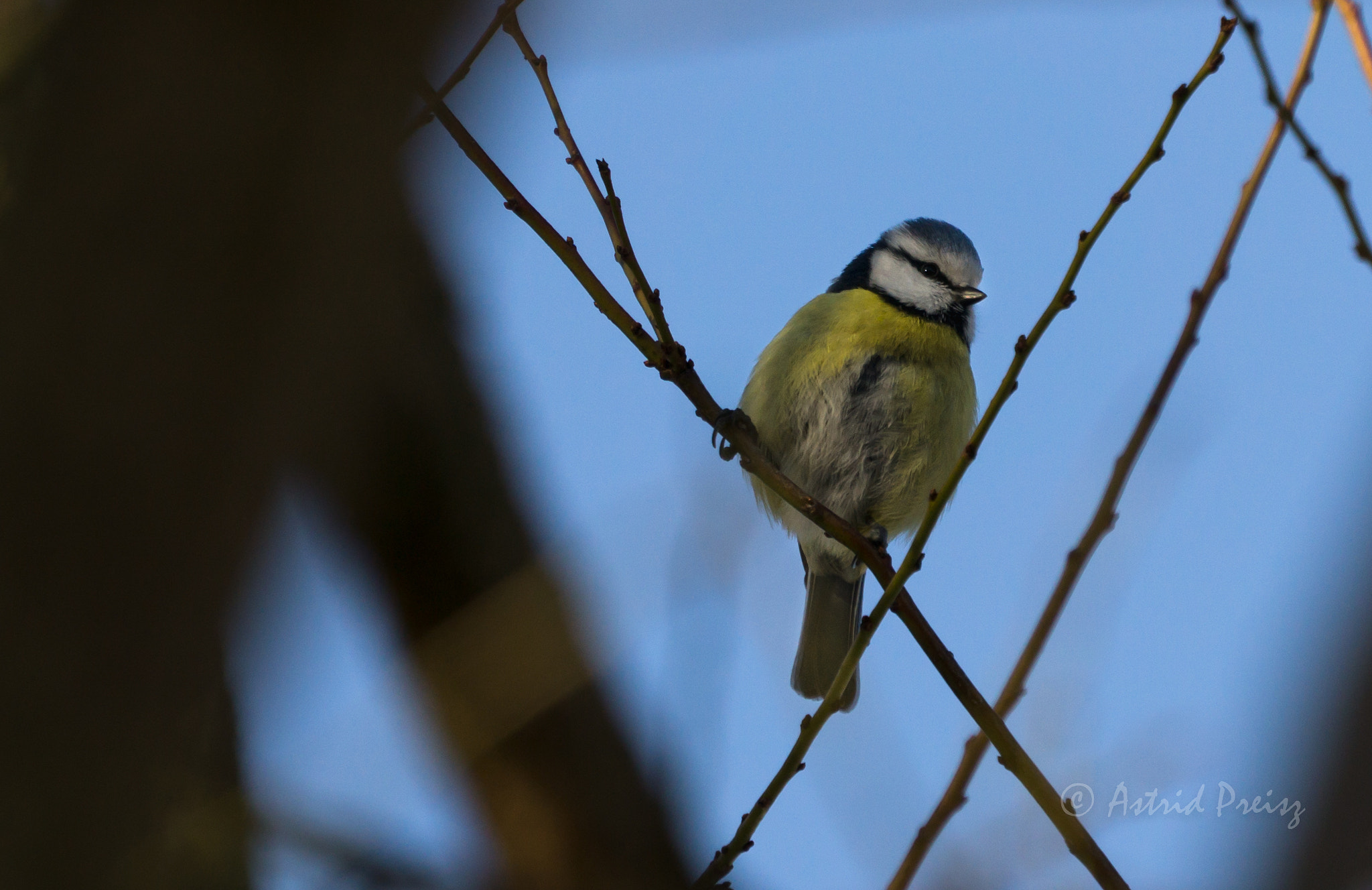Sony FE 70-300mm F4.5-5.6 G OSS sample photo. Blue tit photography