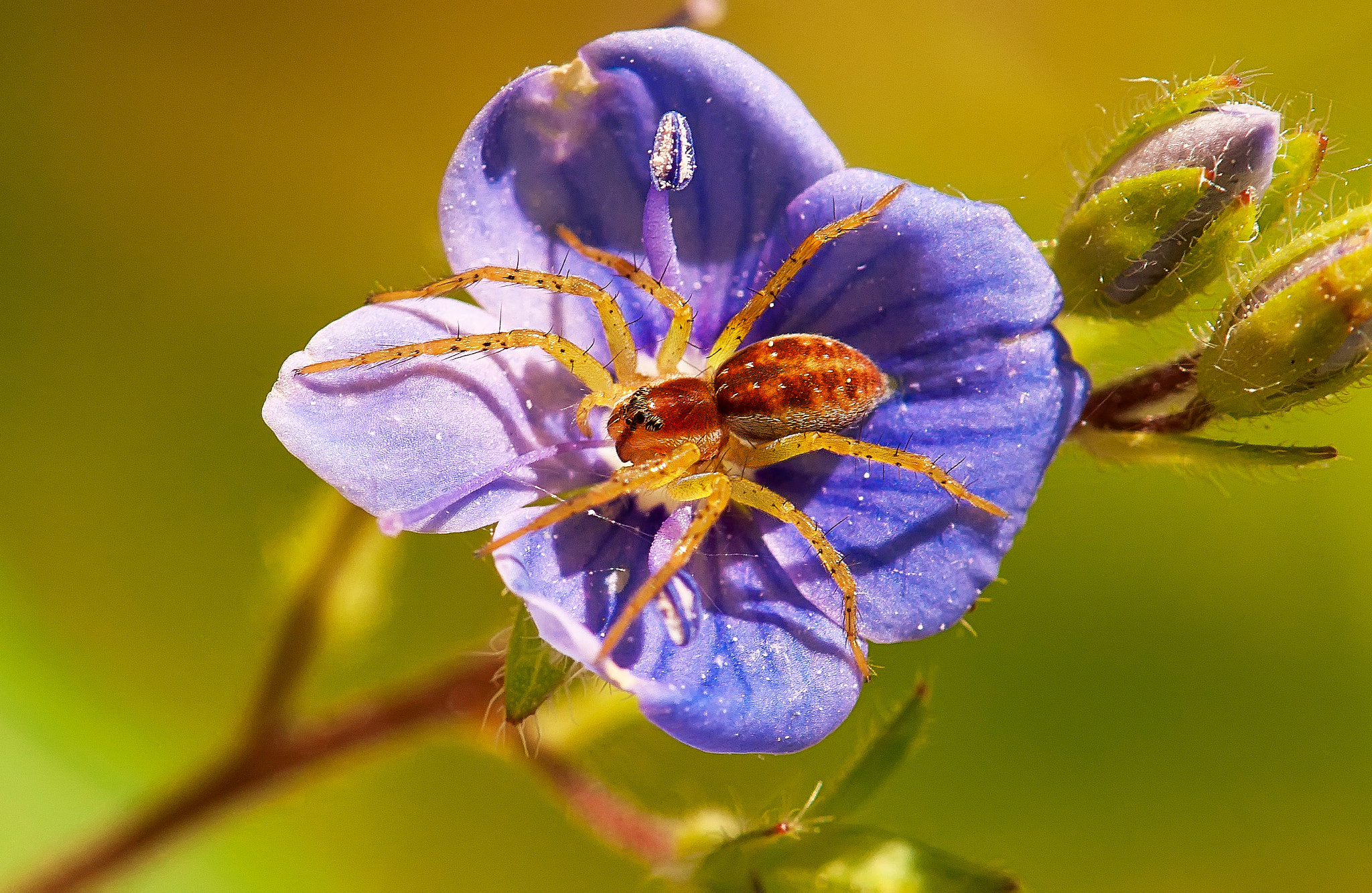 Nikon AF-S Micro-Nikkor 105mm F2.8G IF-ED VR sample photo. Дюймовочка photography