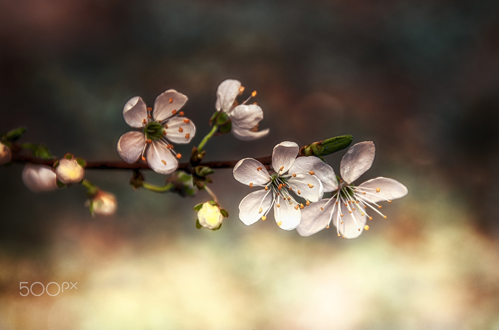 Tamron AF 18-200mm F3.5-6.3 XR Di II LD Aspherical (IF) Macro sample photo. Flowers fruit photography