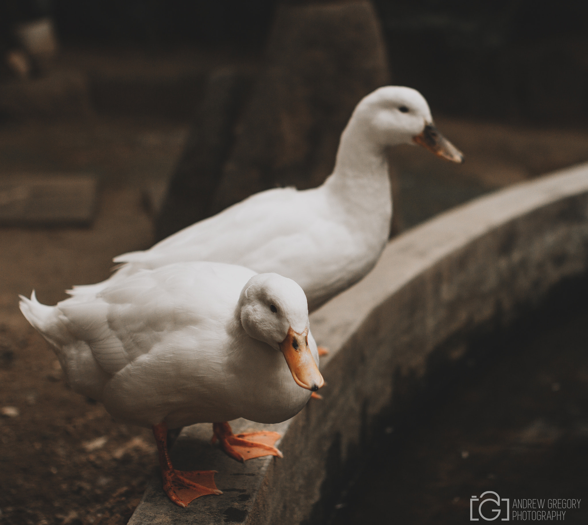 Canon EOS 7D + Sigma 35mm F1.4 DG HSM Art sample photo. Ducks  photography