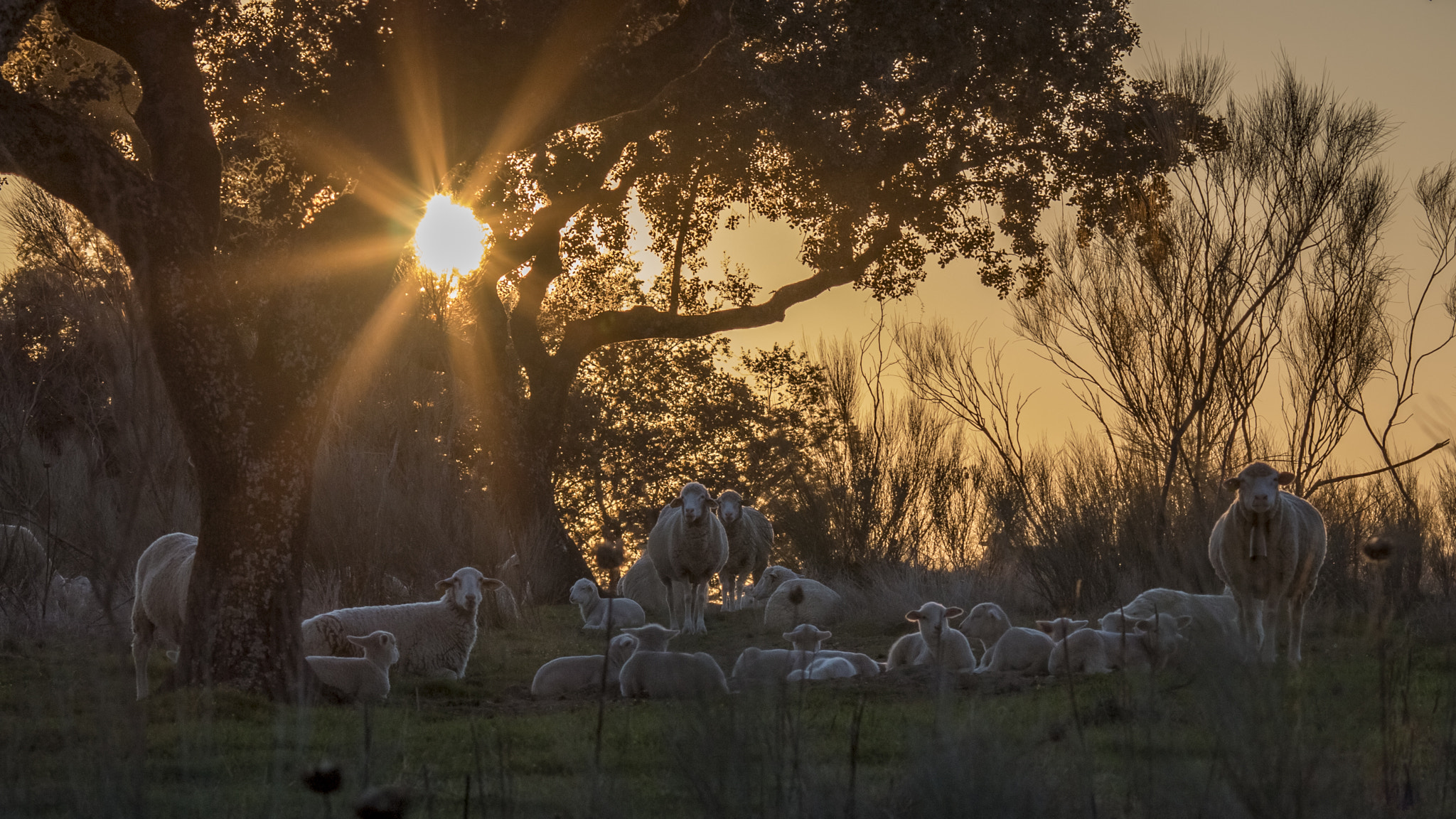 Canon EOS 70D sample photo. Winter sunset sheeps photography