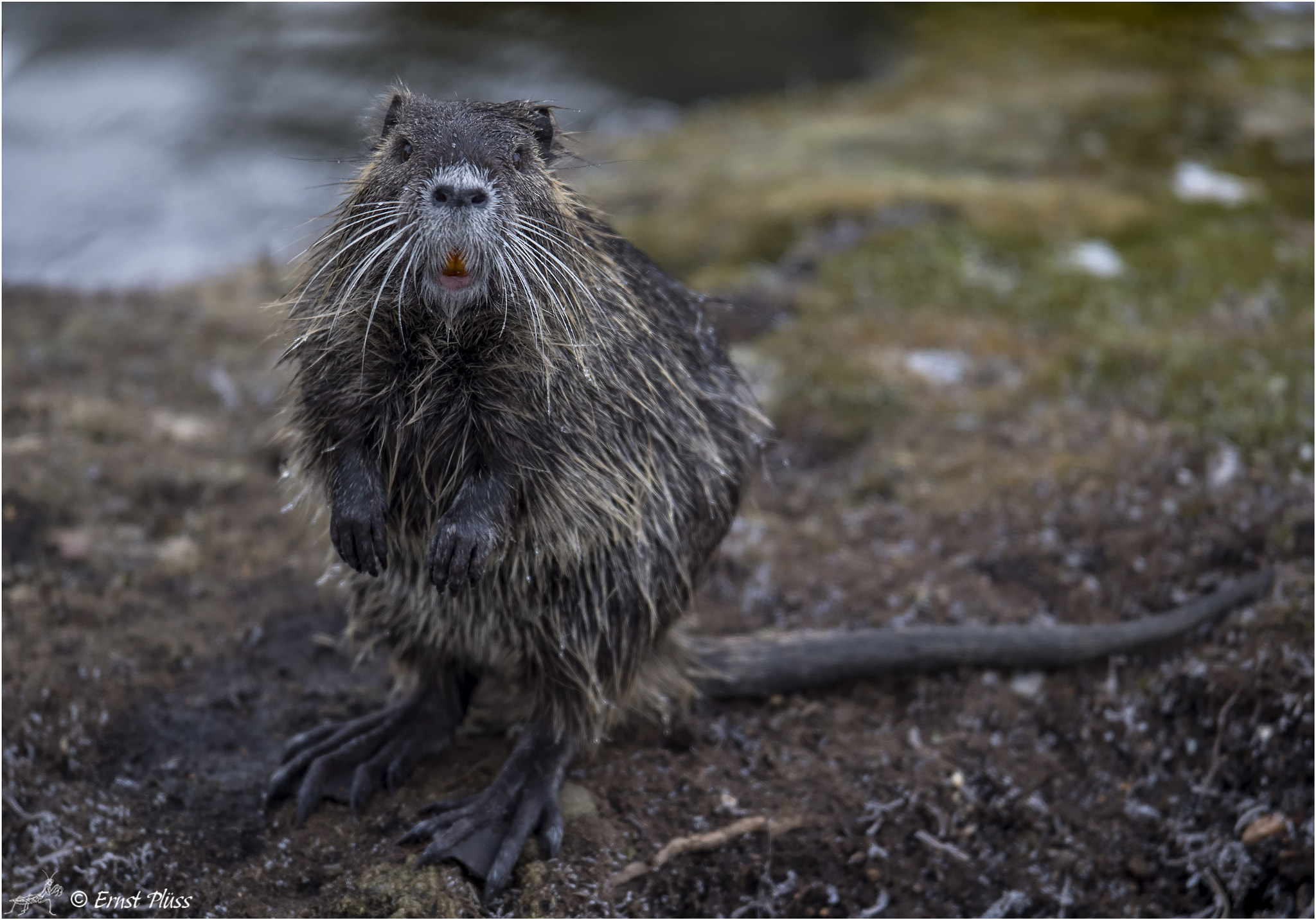 Nikon AF-S Nikkor 600mm F4E FL ED VR sample photo. Nutria (myocastor coypus) photography