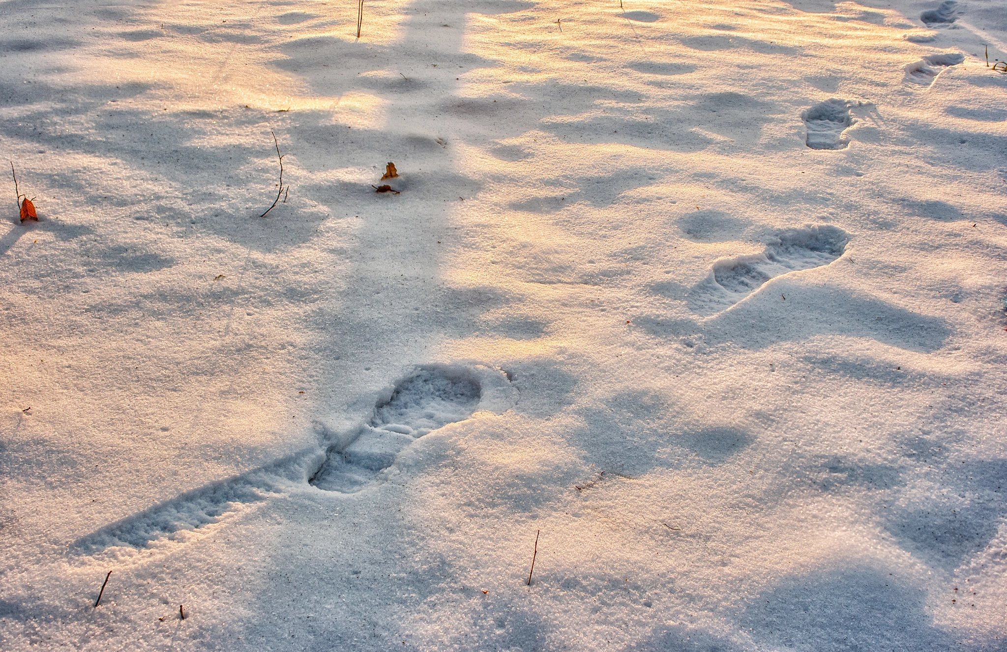 Canon EOS 400D (EOS Digital Rebel XTi / EOS Kiss Digital X) sample photo. Footprints in the snow photography