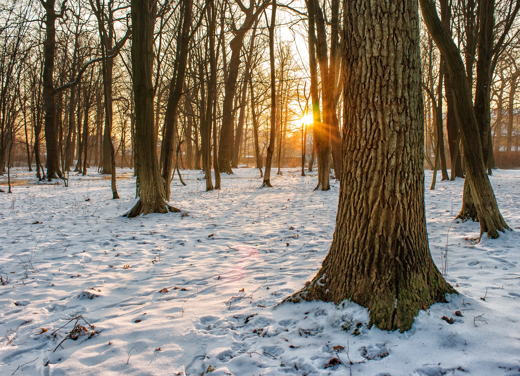 Canon EOS 400D (EOS Digital Rebel XTi / EOS Kiss Digital X) sample photo. Winter sunset in the forest photography