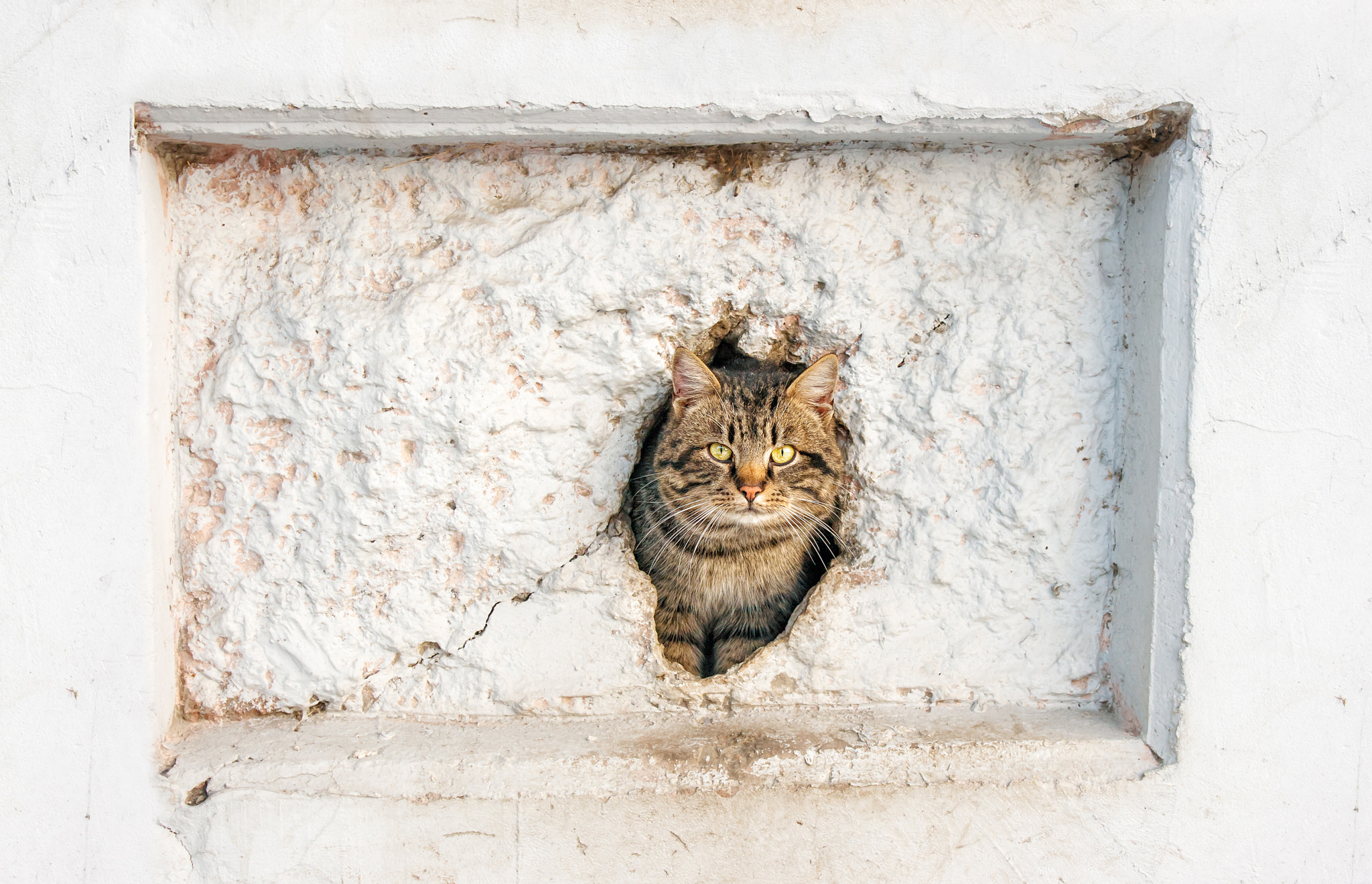 Canon EOS 400D (EOS Digital Rebel XTi / EOS Kiss Digital X) sample photo. Cat peeking out of a hole in the wall photography