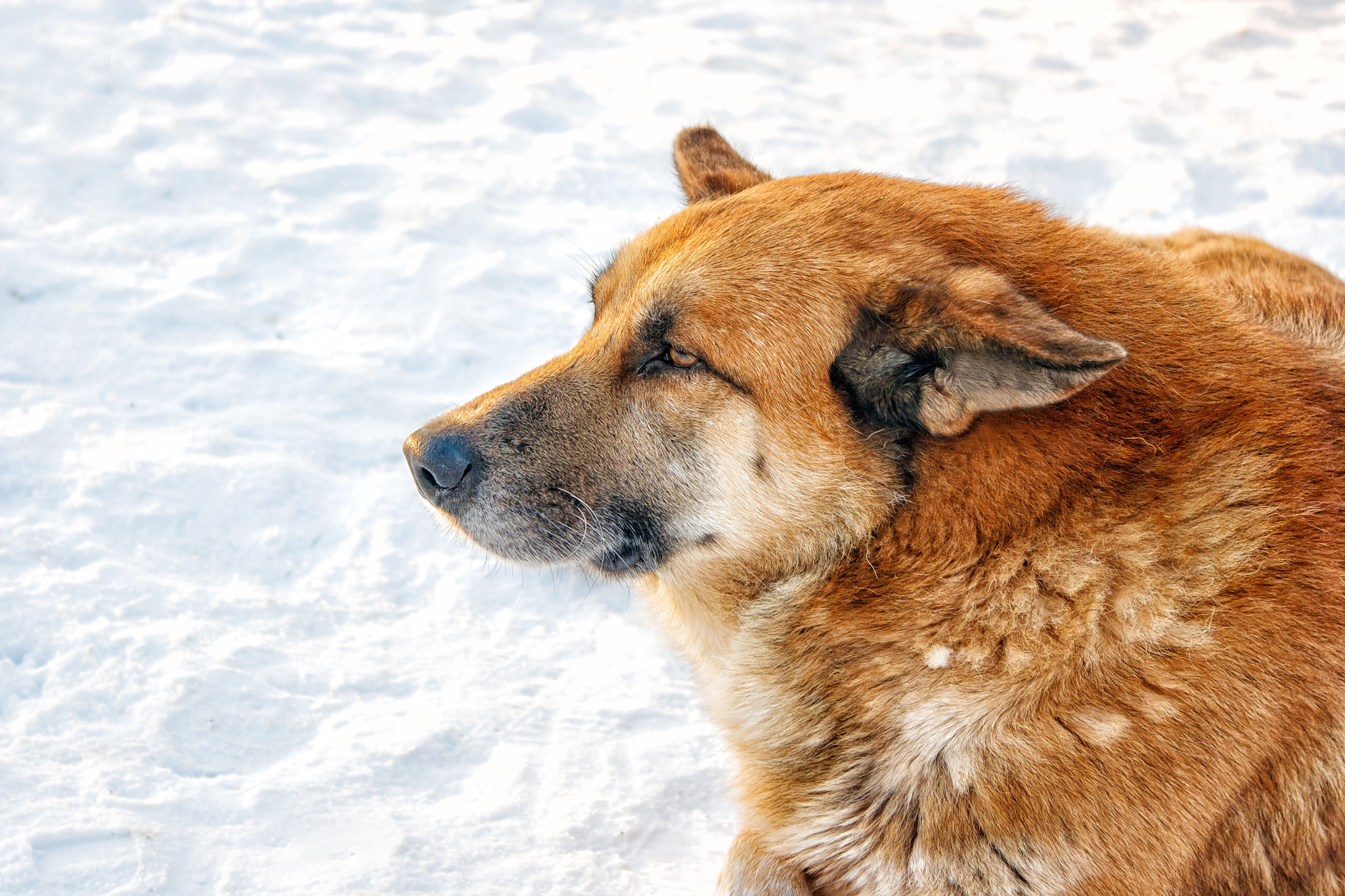 Canon EOS 400D (EOS Digital Rebel XTi / EOS Kiss Digital X) sample photo. Portrait of big red dog lying on snow photography