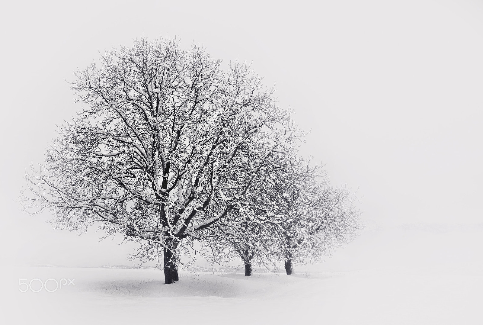 Sigma 50-150mm F2.8 EX APO DC OS HSM sample photo. Τhe Βeauty of  winter photography