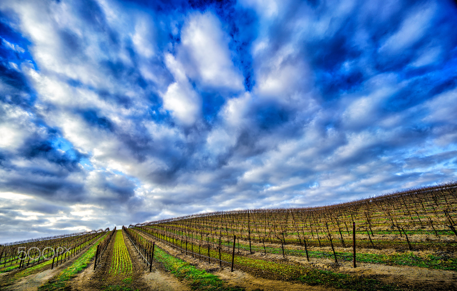 Sony a7R II sample photo. Winter vineyards color photography