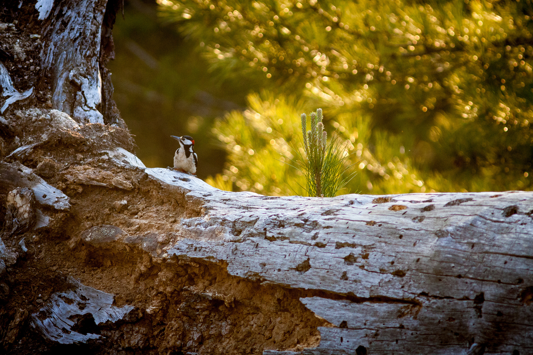 Canon EF 300mm F4L IS USM sample photo. Pic épeiche photography