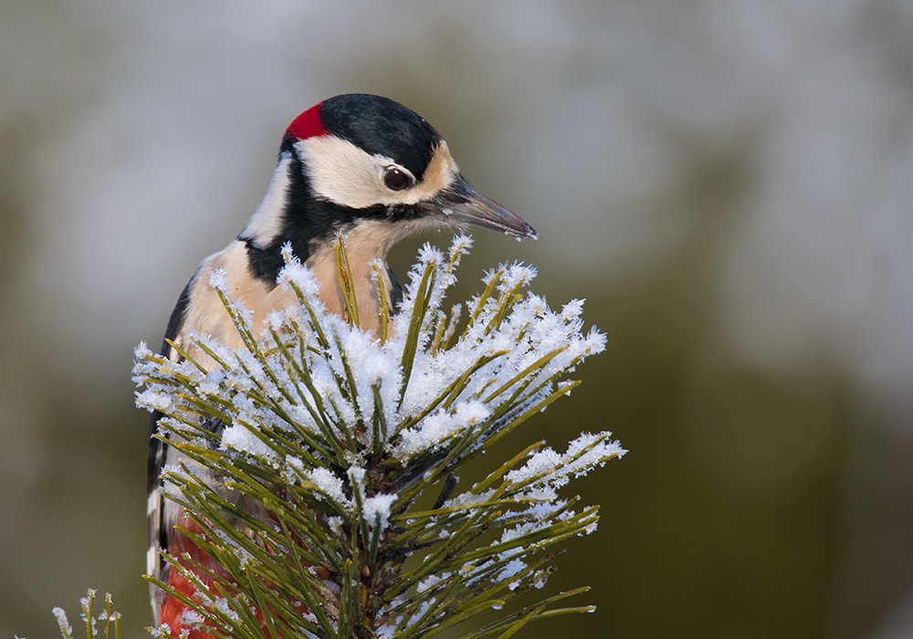 Canon EOS 70D sample photo. Grote bonte specht / great spotted woodpecker photography