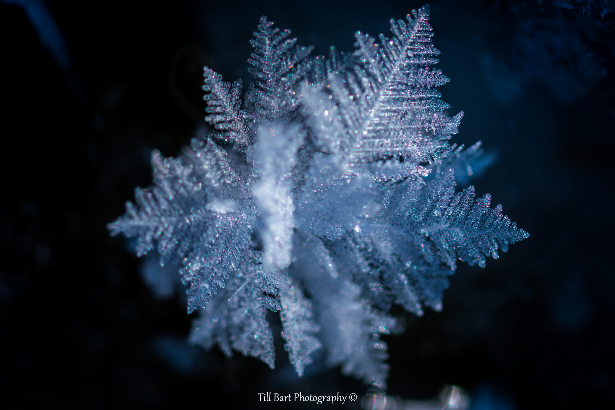 Sigma 105mm F2.8 EX DG OS HSM sample photo. Rose de givre photography