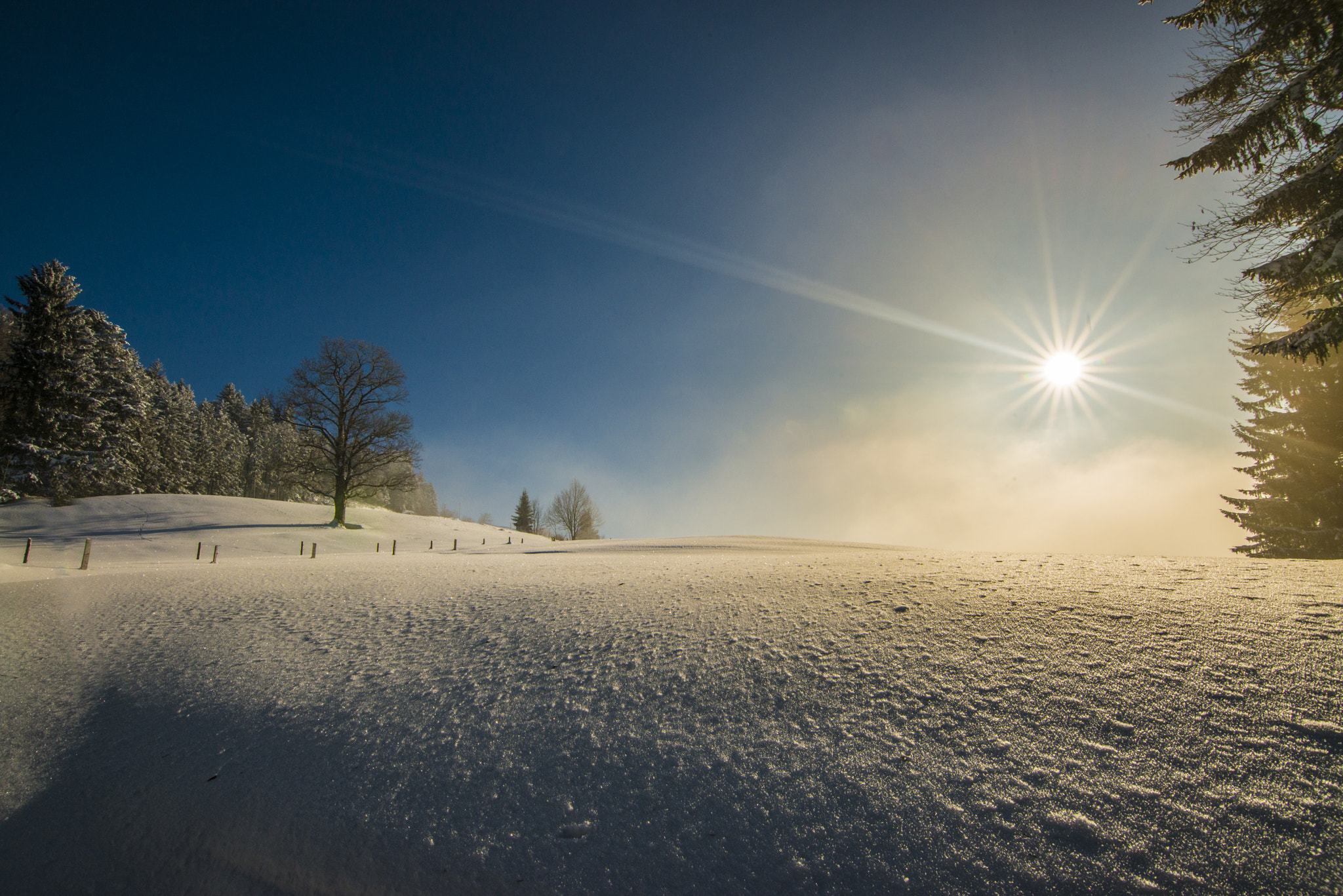 Nikon D800 sample photo. Wald zh photography