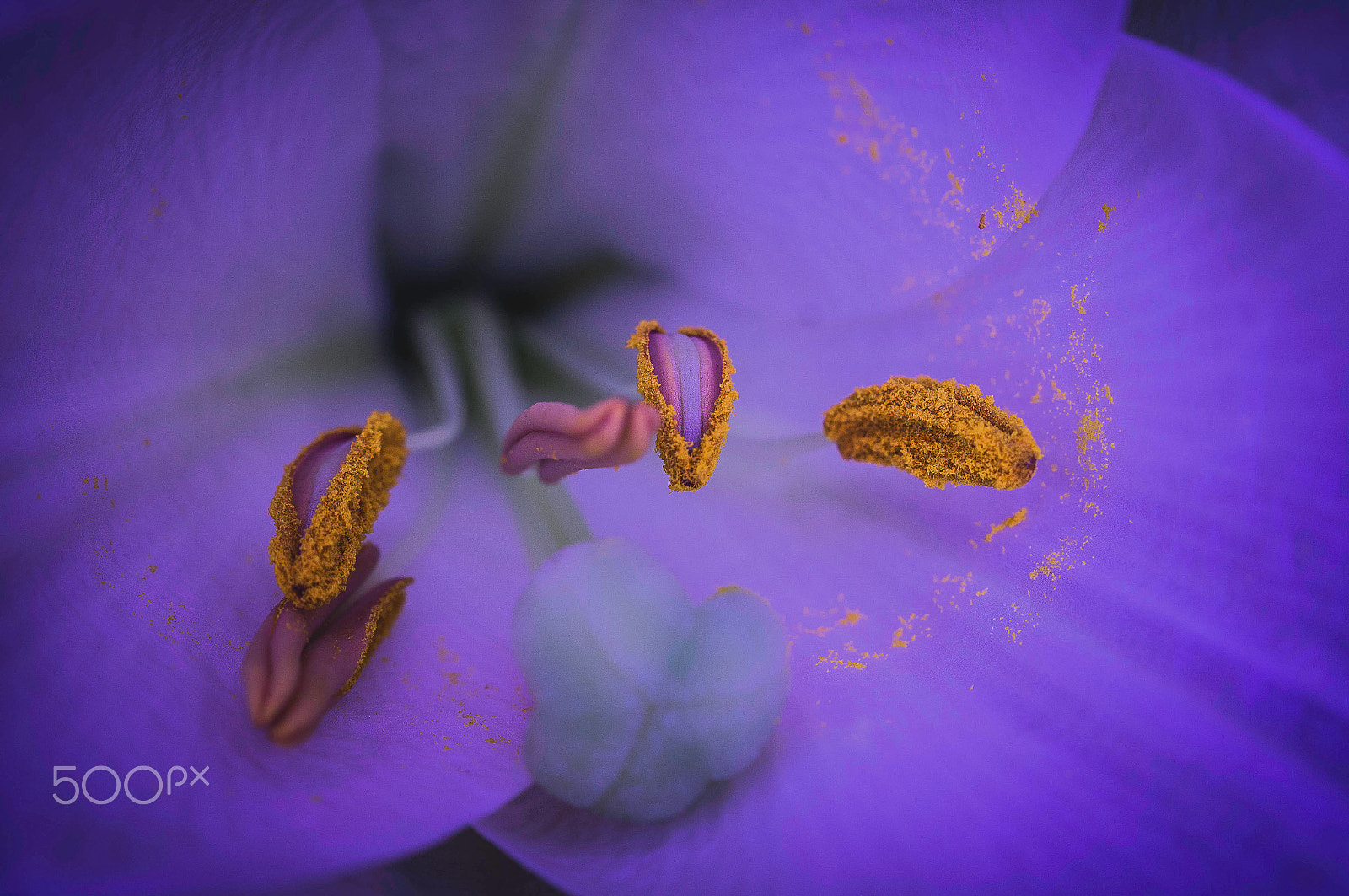 Sony SLT-A57 sample photo. Macro pollen ! photography