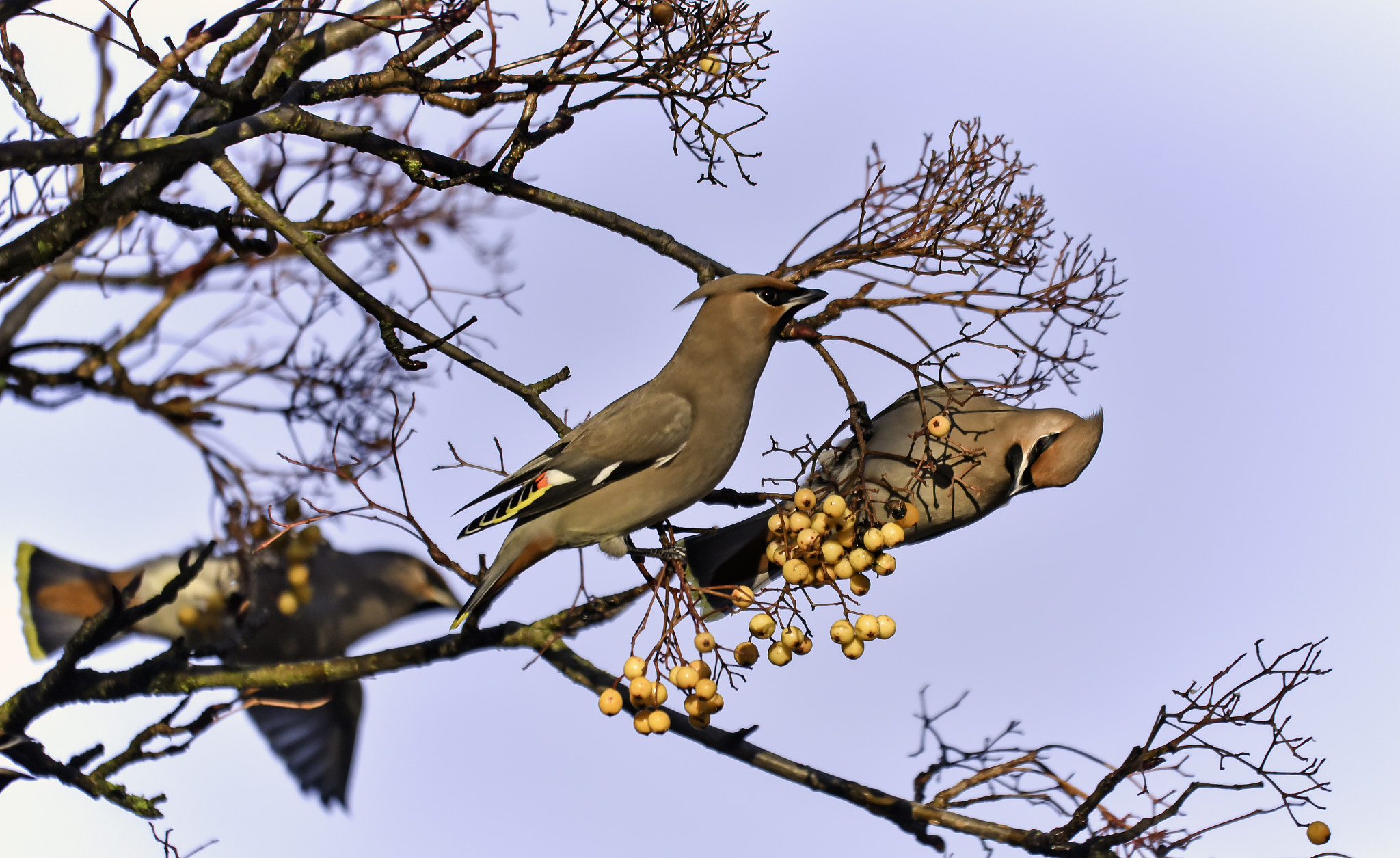 Sigma 150-500mm F5-6.3 DG OS HSM sample photo. Waxwings photography