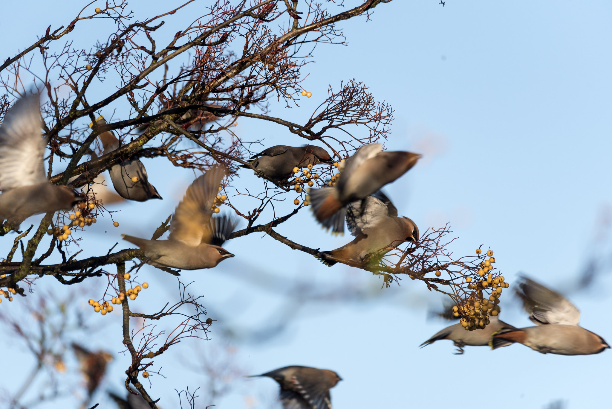 Sigma 150-500mm F5-6.3 DG OS HSM sample photo. Waxwing feeding frenzy photography