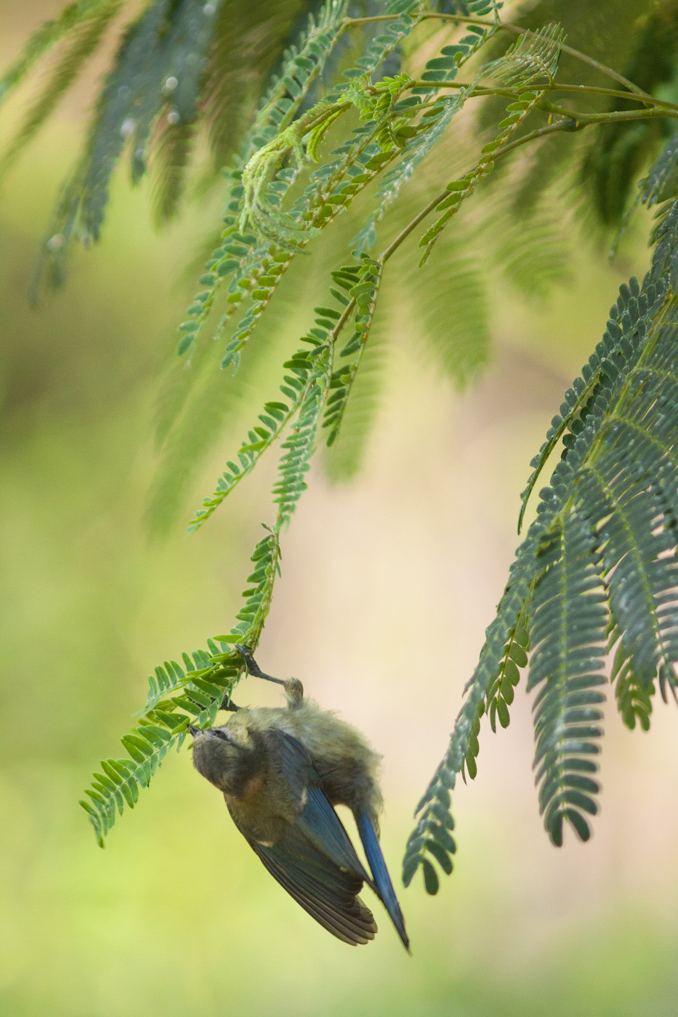 Canon EF 300mm F4L IS USM sample photo. Mésange photography
