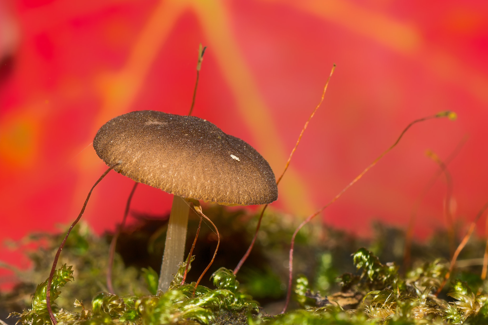 Nikon D7200 sample photo. Mushroom with red photography