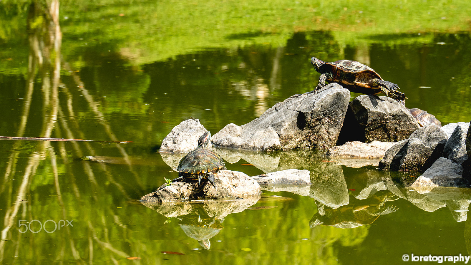 Fujifilm X-A2 + Fujifilm XC 50-230mm F4.5-6.7 OIS II sample photo. Basking in the sun photography