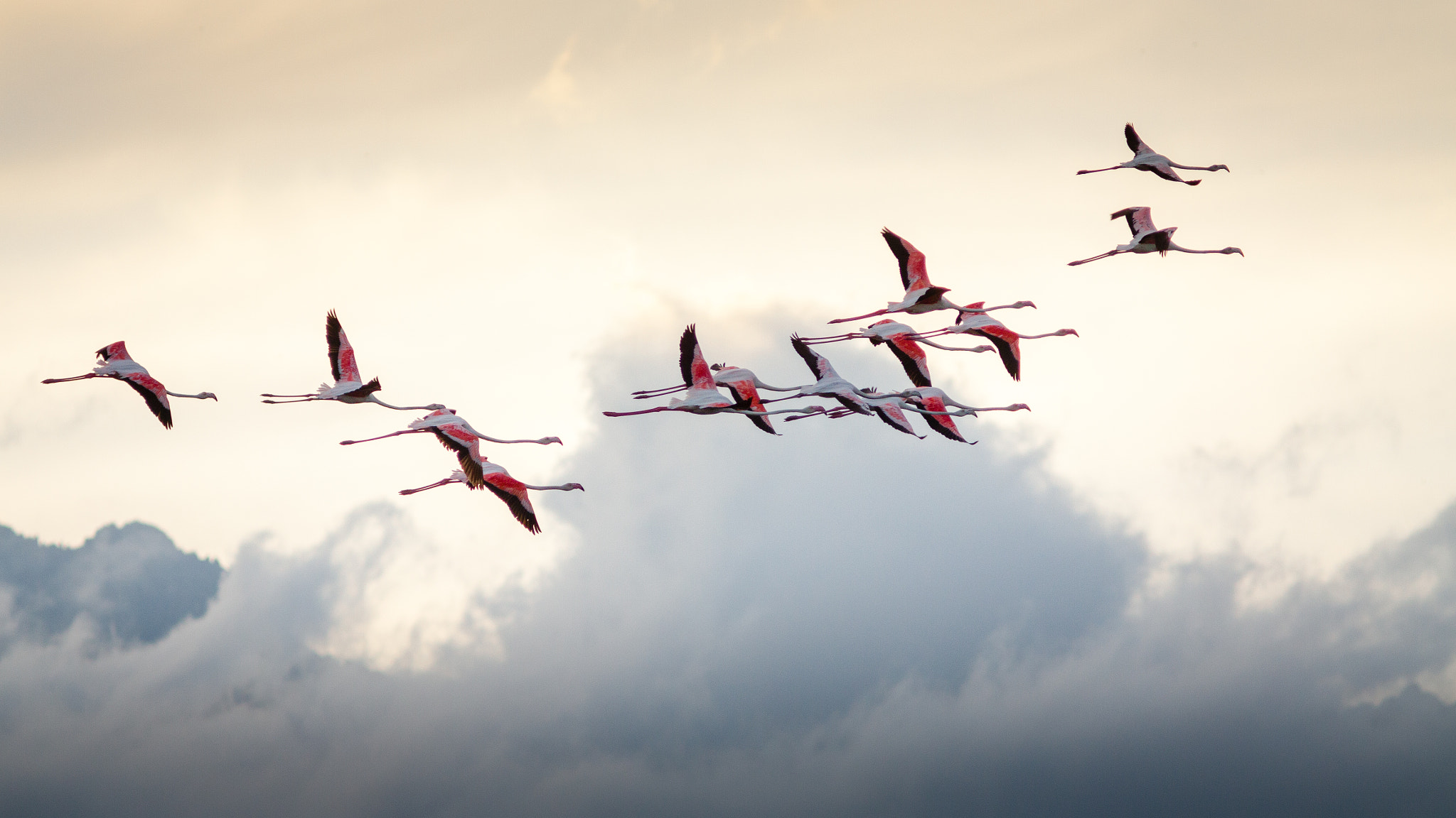 Canon EF 300mm F4L IS USM sample photo. Flamants roses photography