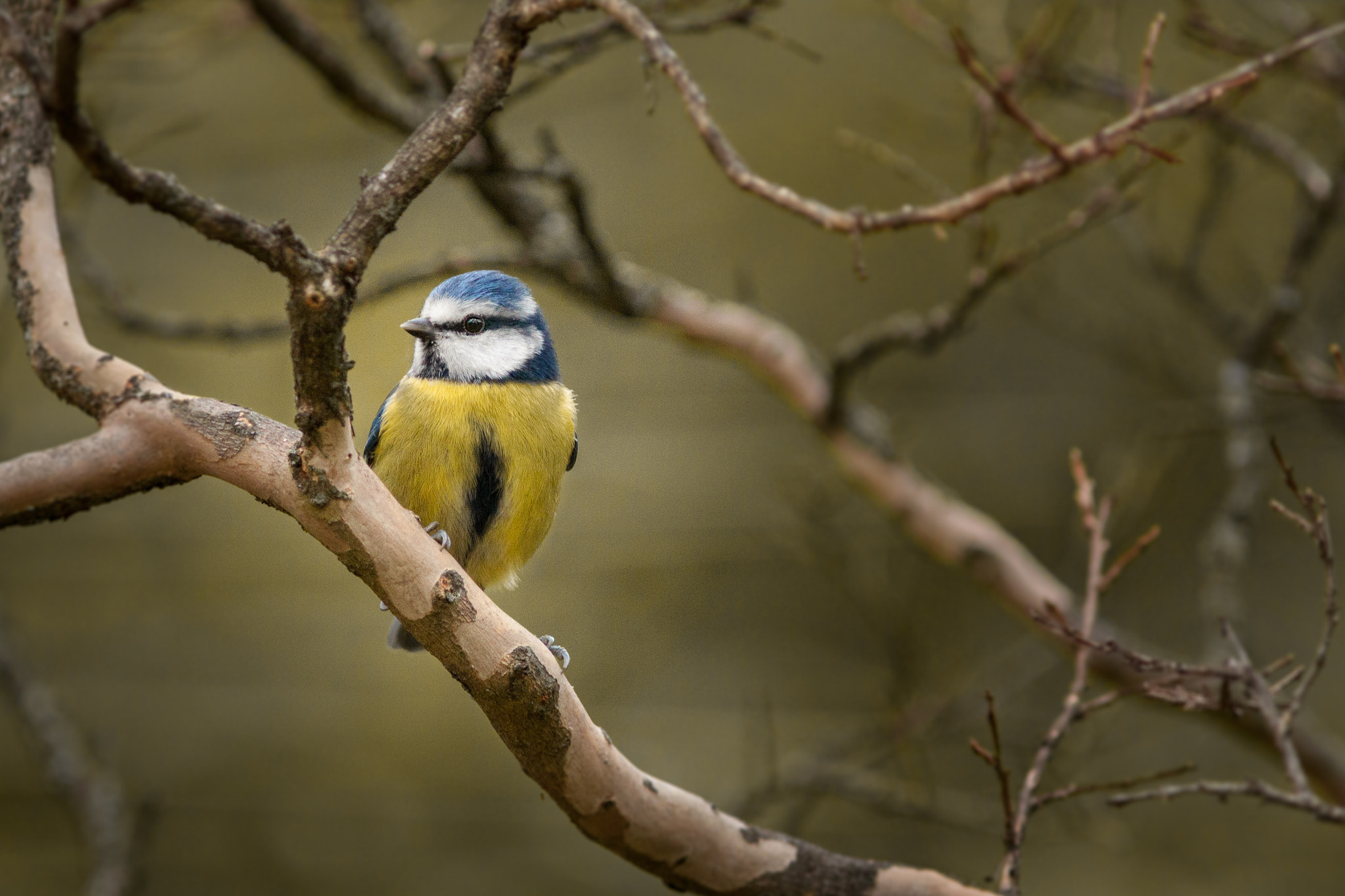 Canon EF 300mm F4L IS USM sample photo. Mésange bleue photography