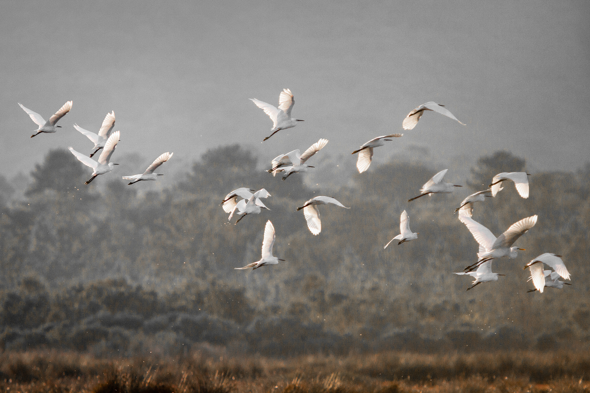 Canon EF 300mm F4L IS USM sample photo. Aigrettes garzettes photography